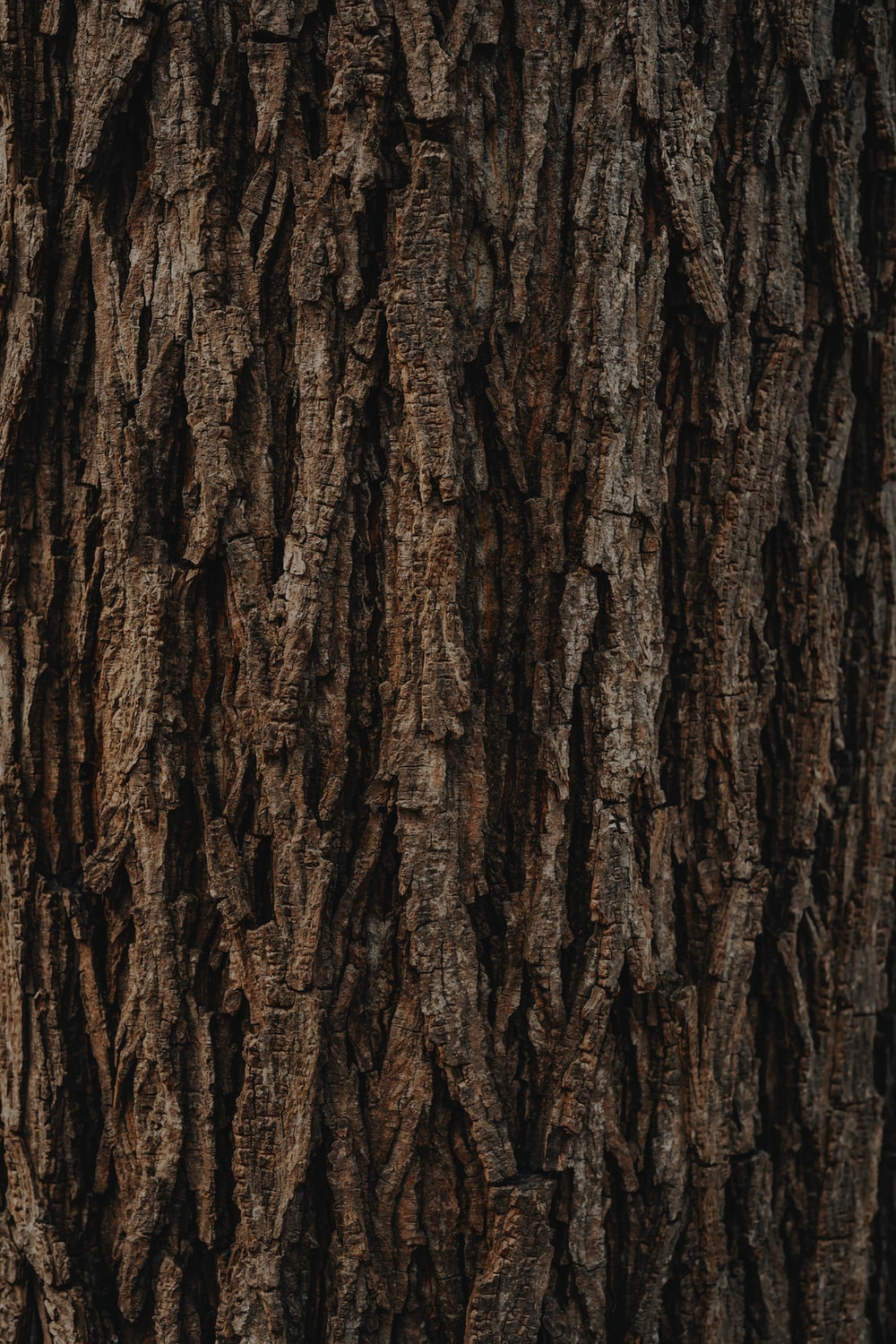 Tree Trunk Picture. Download Free Image