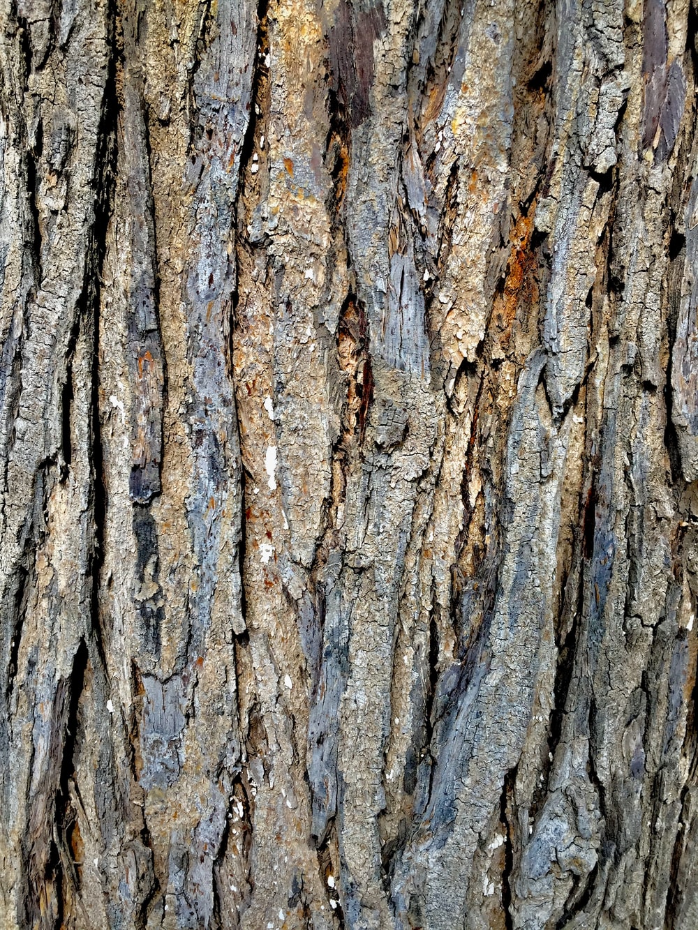 Tree Trunks Picture. Download Free Image