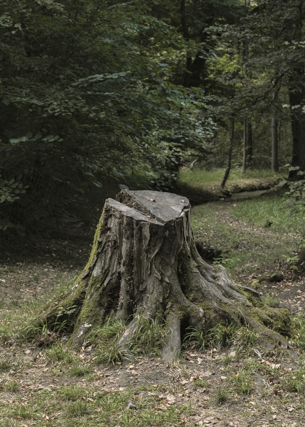 Tree Stump Picture. Download Free Image
