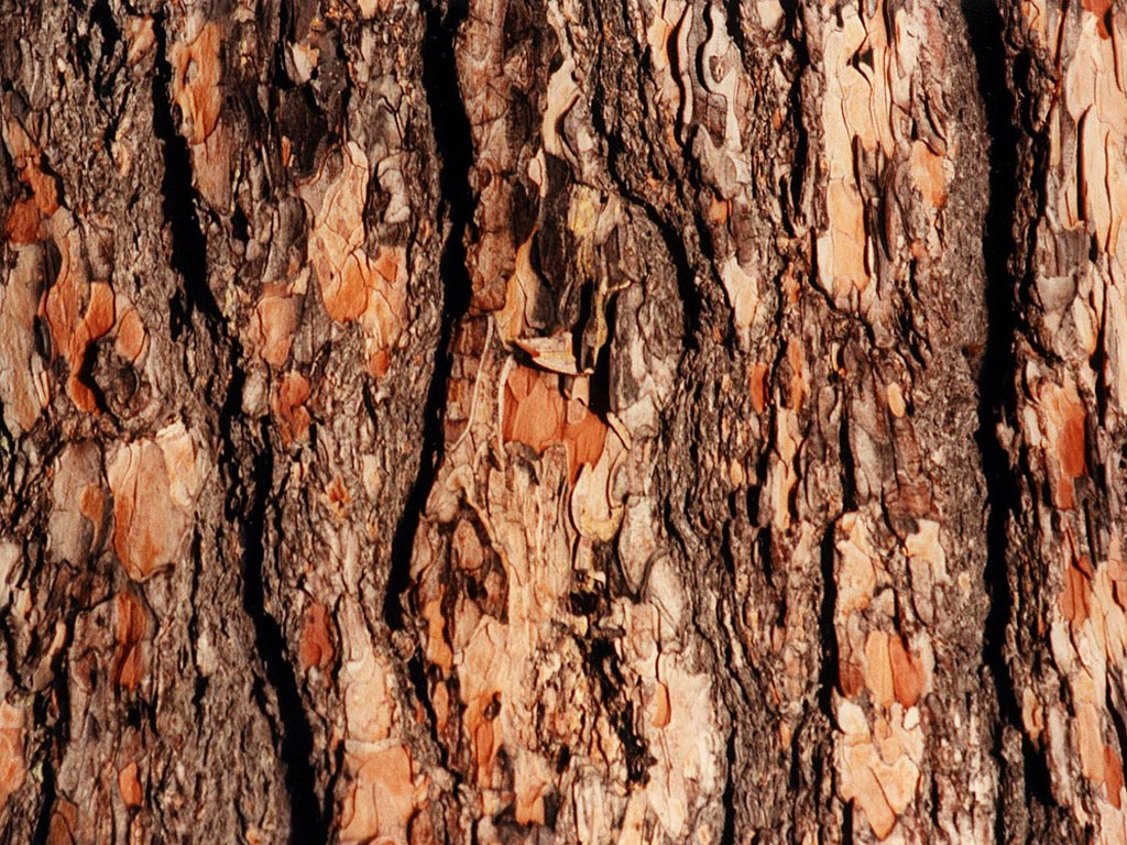 Free download wallpaper Tree Bark Wallpaper [1024x768] for your Desktop, Mobile & Tablet. Explore Tree Trunk Wallpaper. Wallpaper with Trees Designs, Tree Wallpaper for Walls, Wallpaper That Looks Like Trees