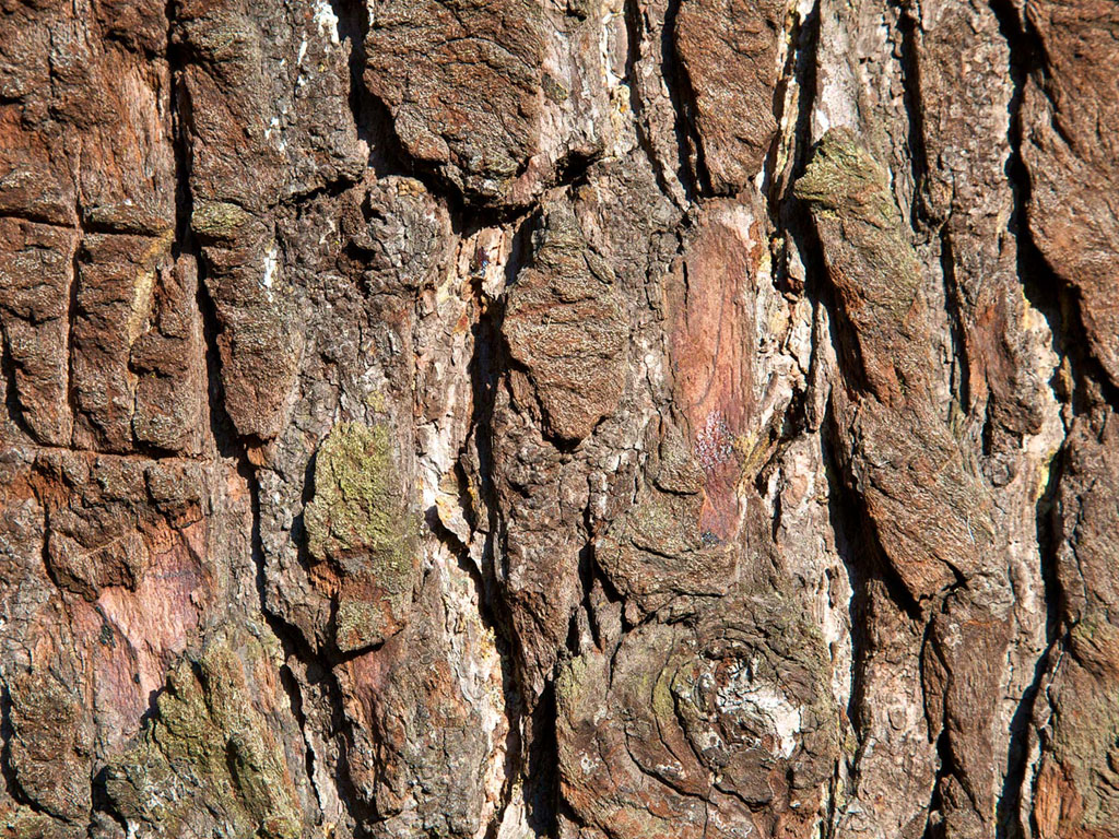Tree Trunk Wallpaper