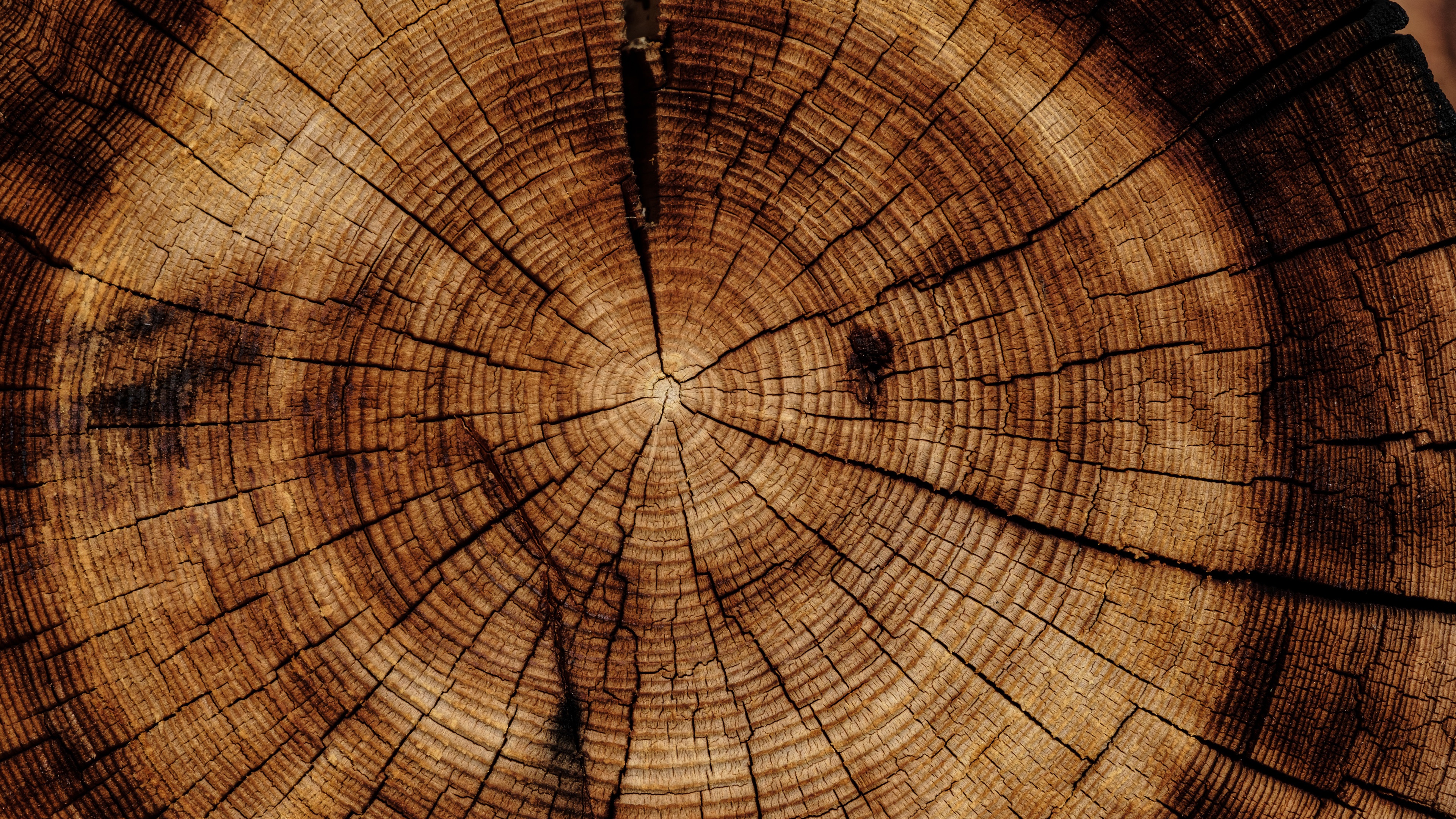 Wallpaper Tree trunk, stump, texture 3840x2160 UHD 4K Picture, Image