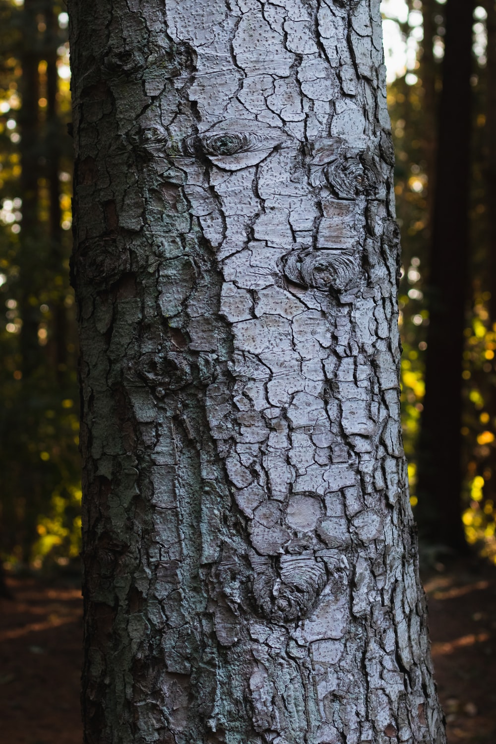 Tree Trunk Picture. Download Free Image