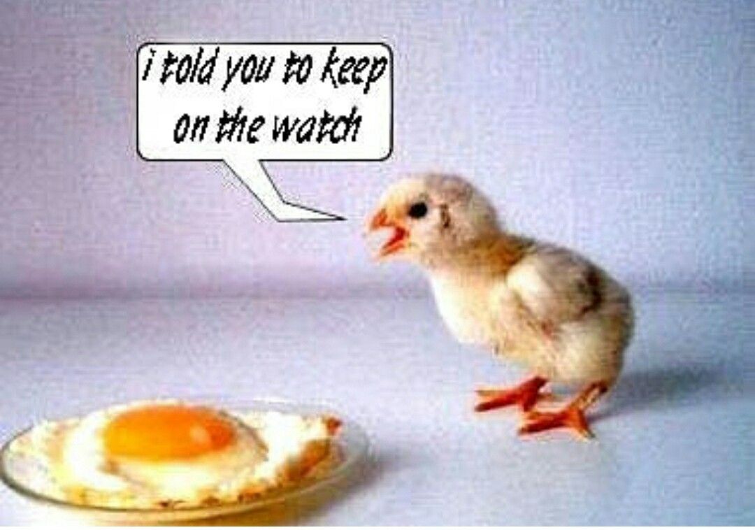 It's The Truth. Chicken humor, Funny image, Funny