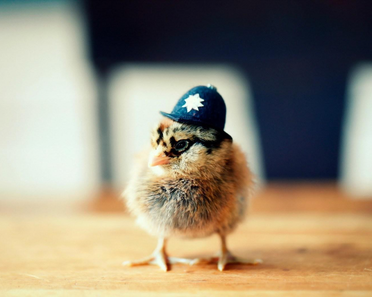 Free download Cute Chicken Hat Funny Wallpaper New HD Wallpaper [1680x1050] for your Desktop, Mobile & Tablet. Explore Funny Chicken Wallpaper. Funny Chicken Wallpaper, Chicken Wallpaper, Chicken Girls Wallpaper