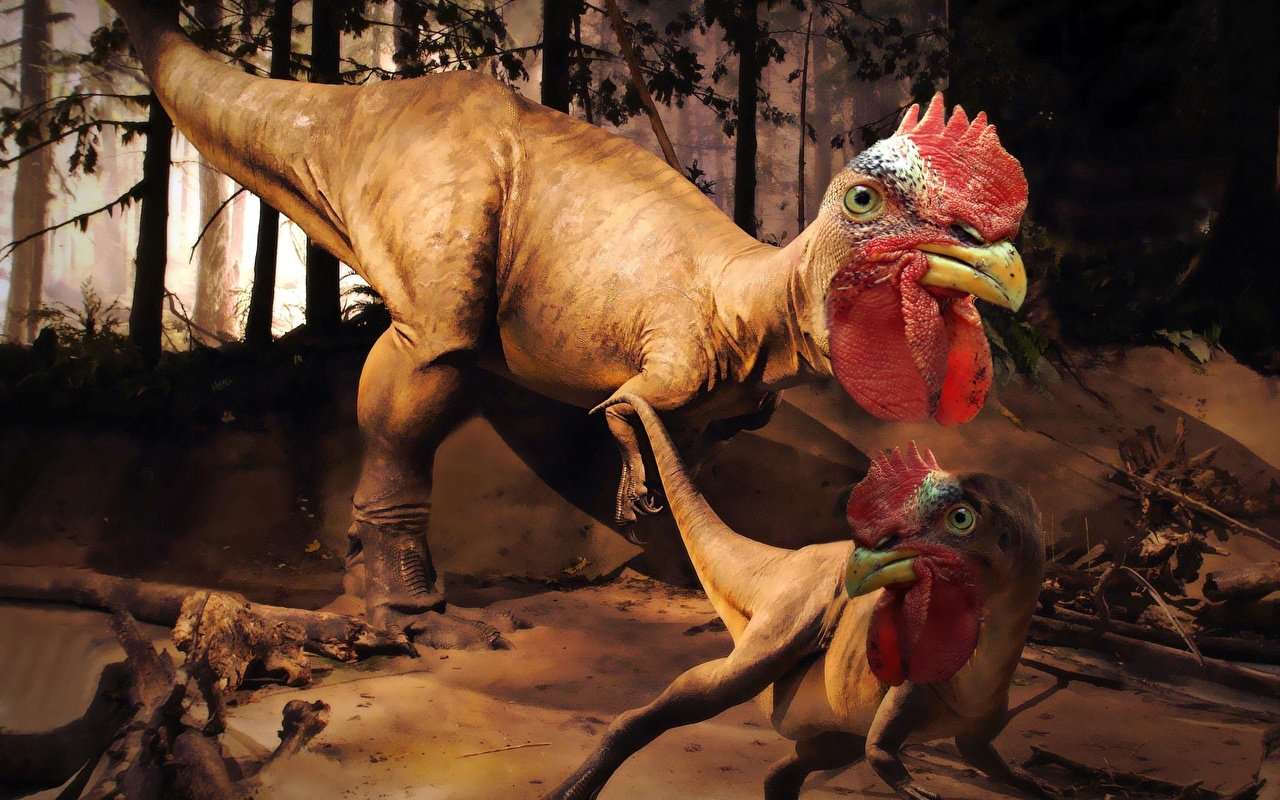 Wallpaper funny Chicken Dinosaurs rooster rex invented Beak Animals