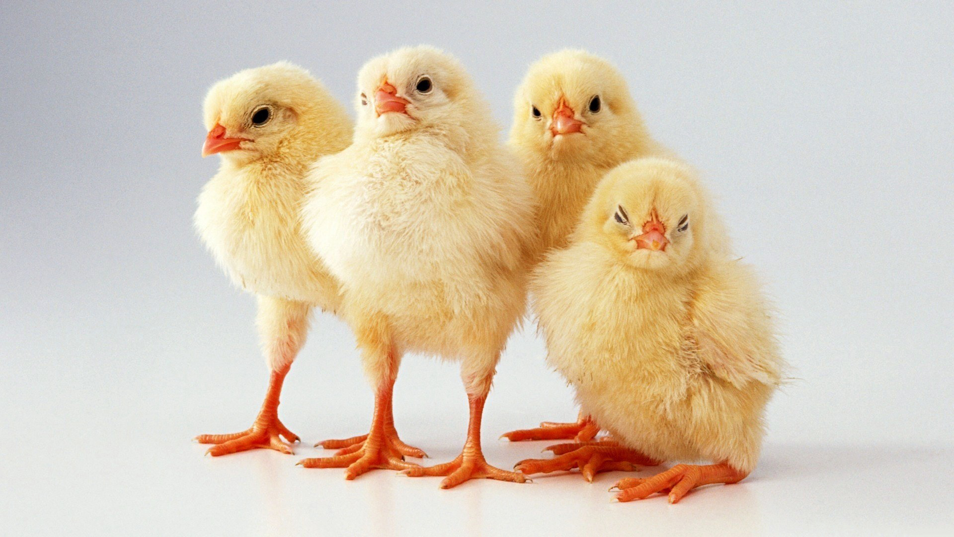 Download Wallpaper chicken poultry fluffy, 1920x Funny chicks