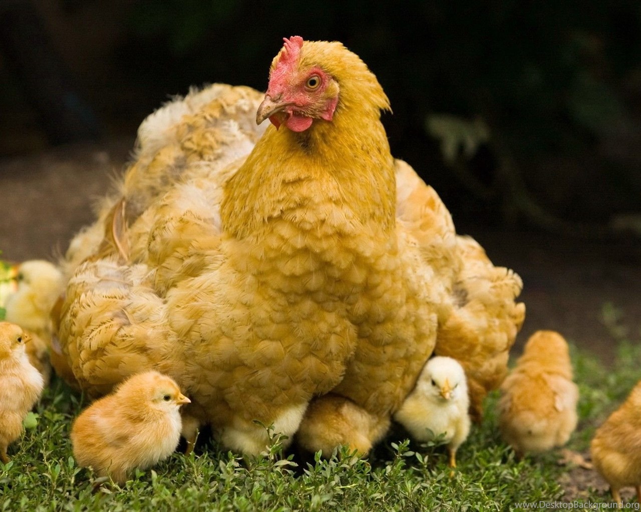 Pics, Facts, Funny Stuff About Animals & Nature Chicken Wallpaper Desktop Background