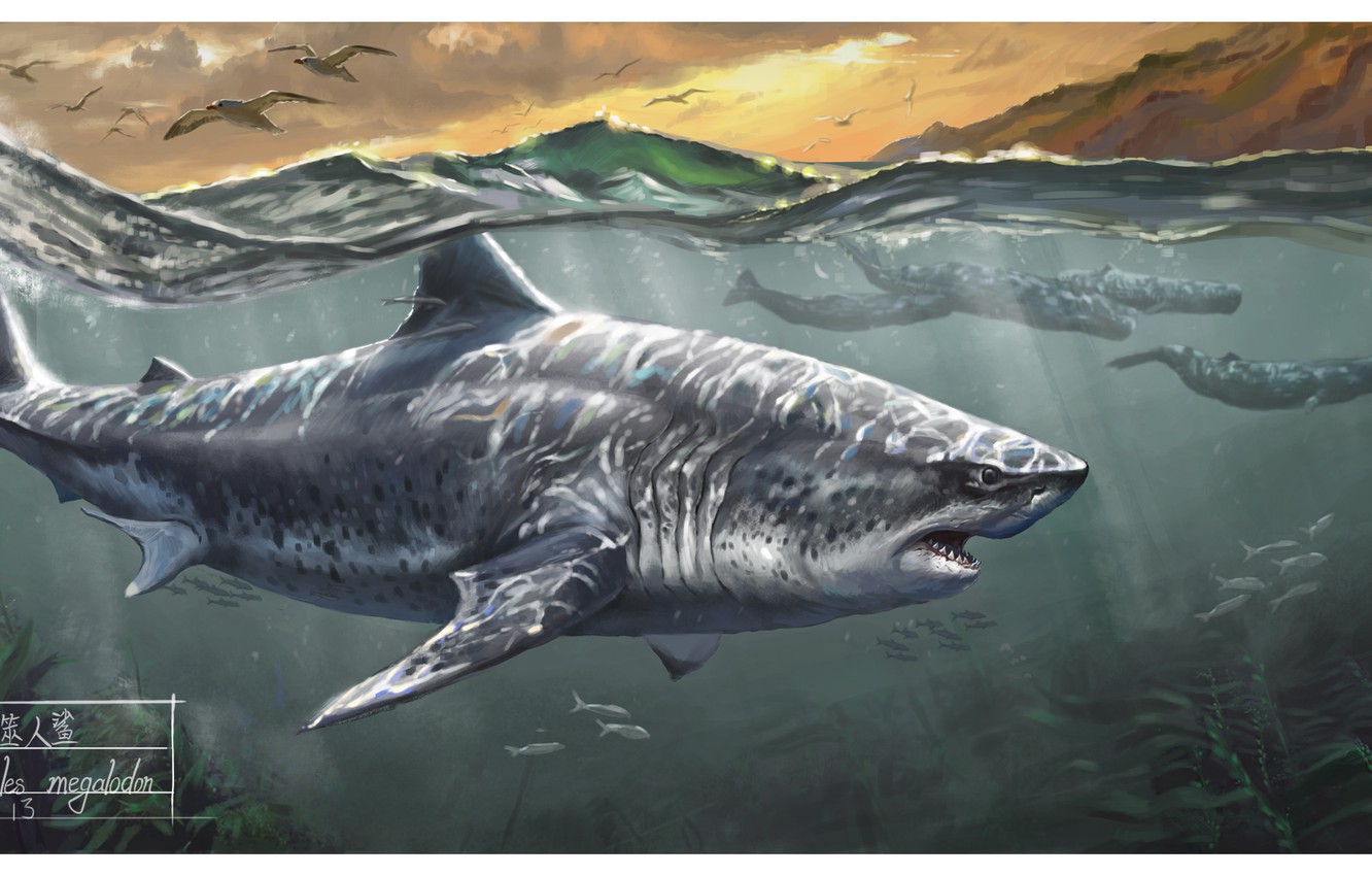 Wallpaper Shark, Whales, Megalodon image for desktop, section арт