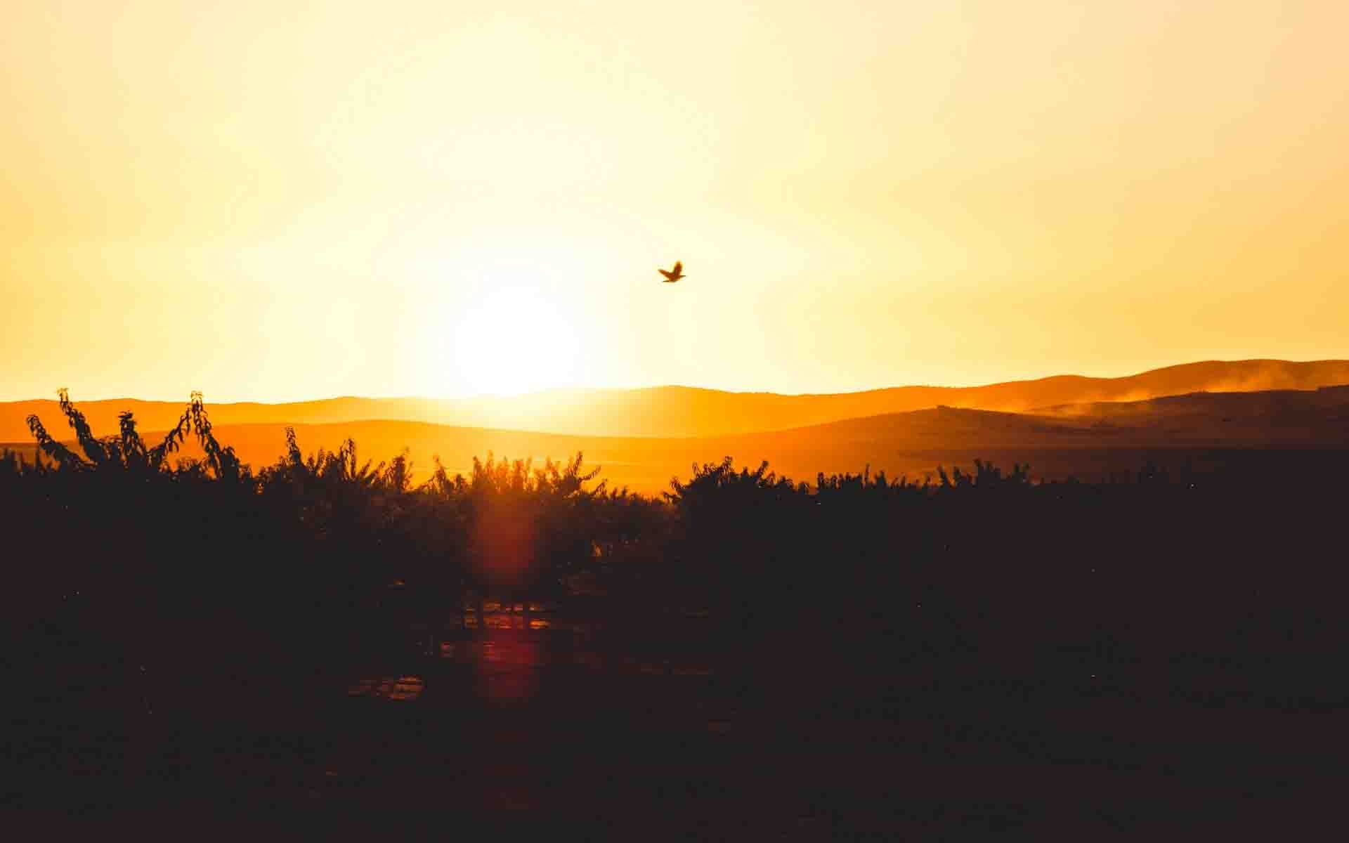 Delight Wallpapers - Wallpaper Cave