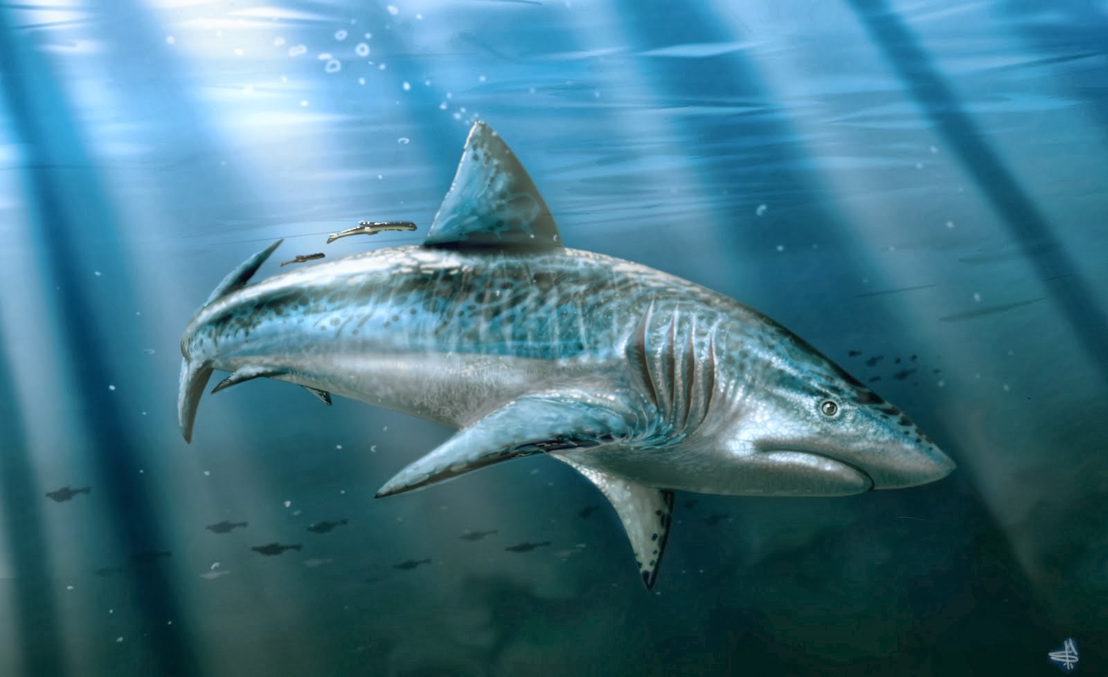 Carcharodon Megalodon Shark Wallpaper