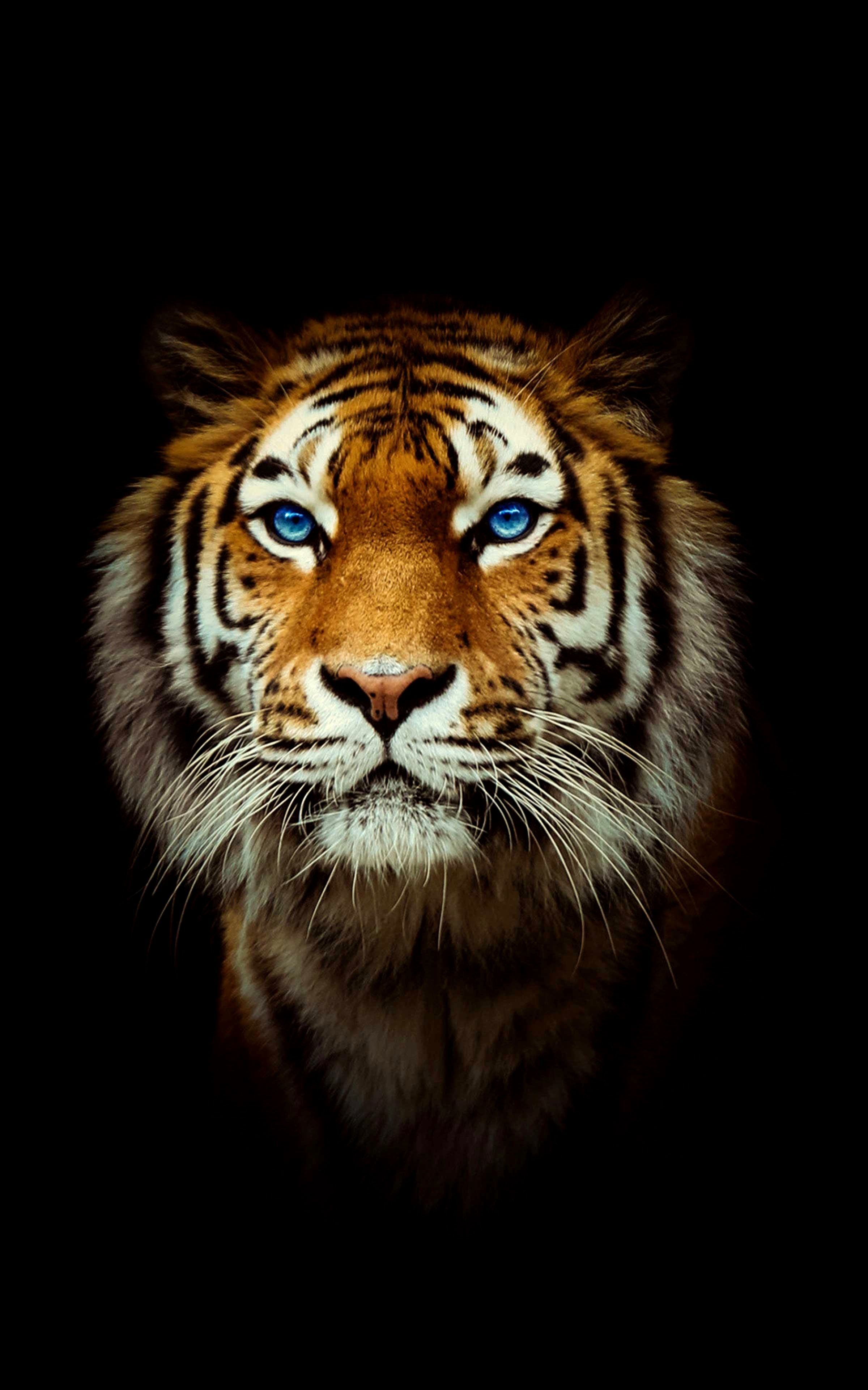 4K Tiger Wallpaper Free 4K Tiger Background