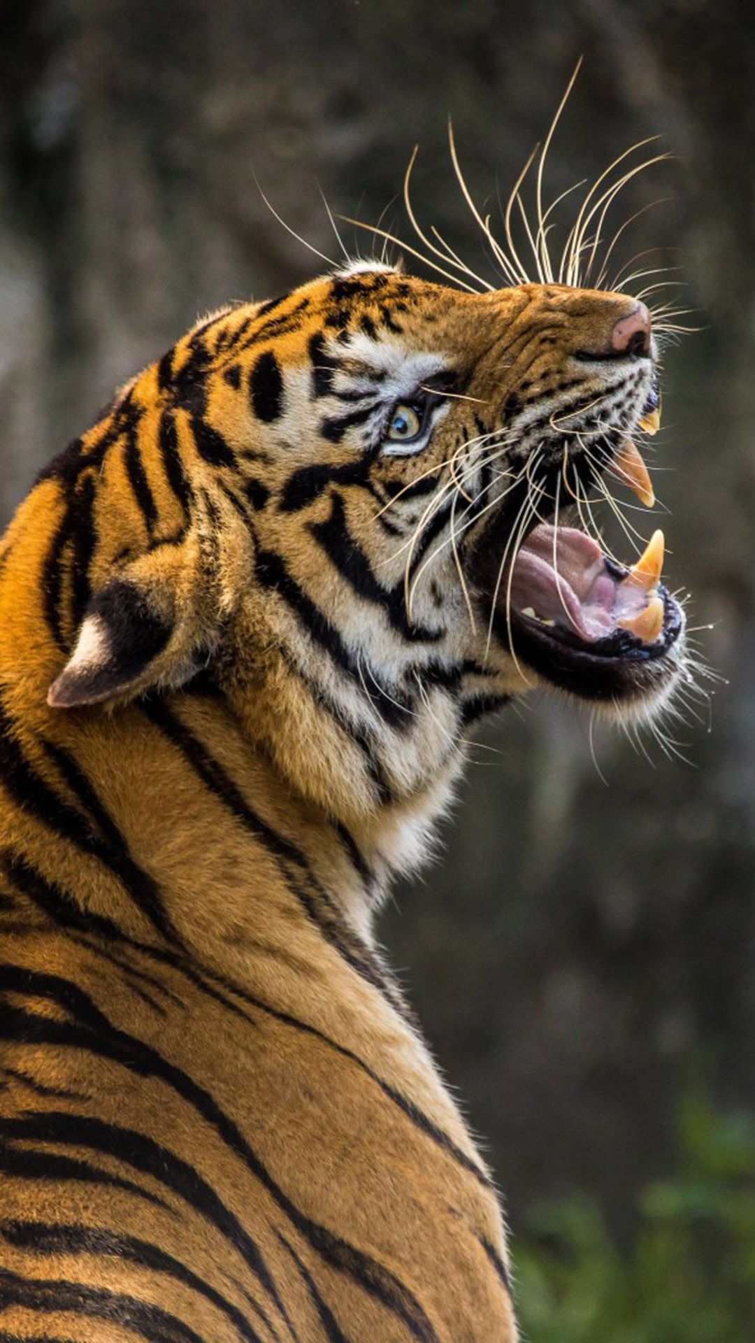 Roaring Tiger 4K Ultra HD Mobile Wallpaper. Tiger wallpaper, Tiger picture, Tiger