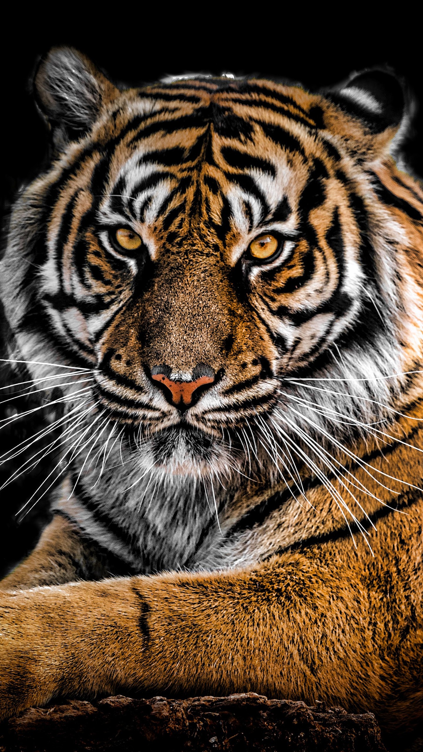 Tiger 4k Wallpaper