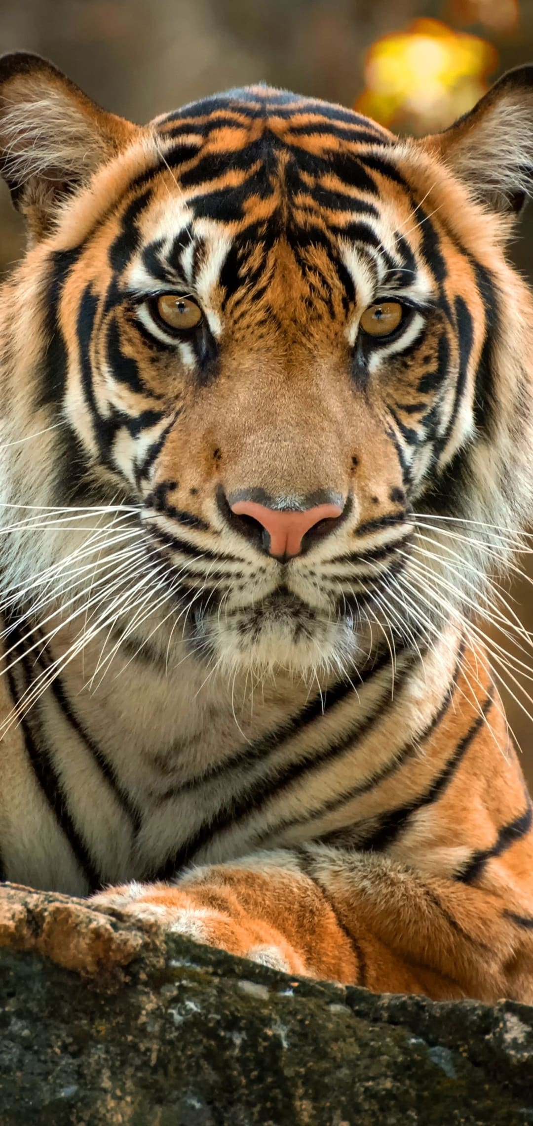 Tiger Wallpaper -k Background Download