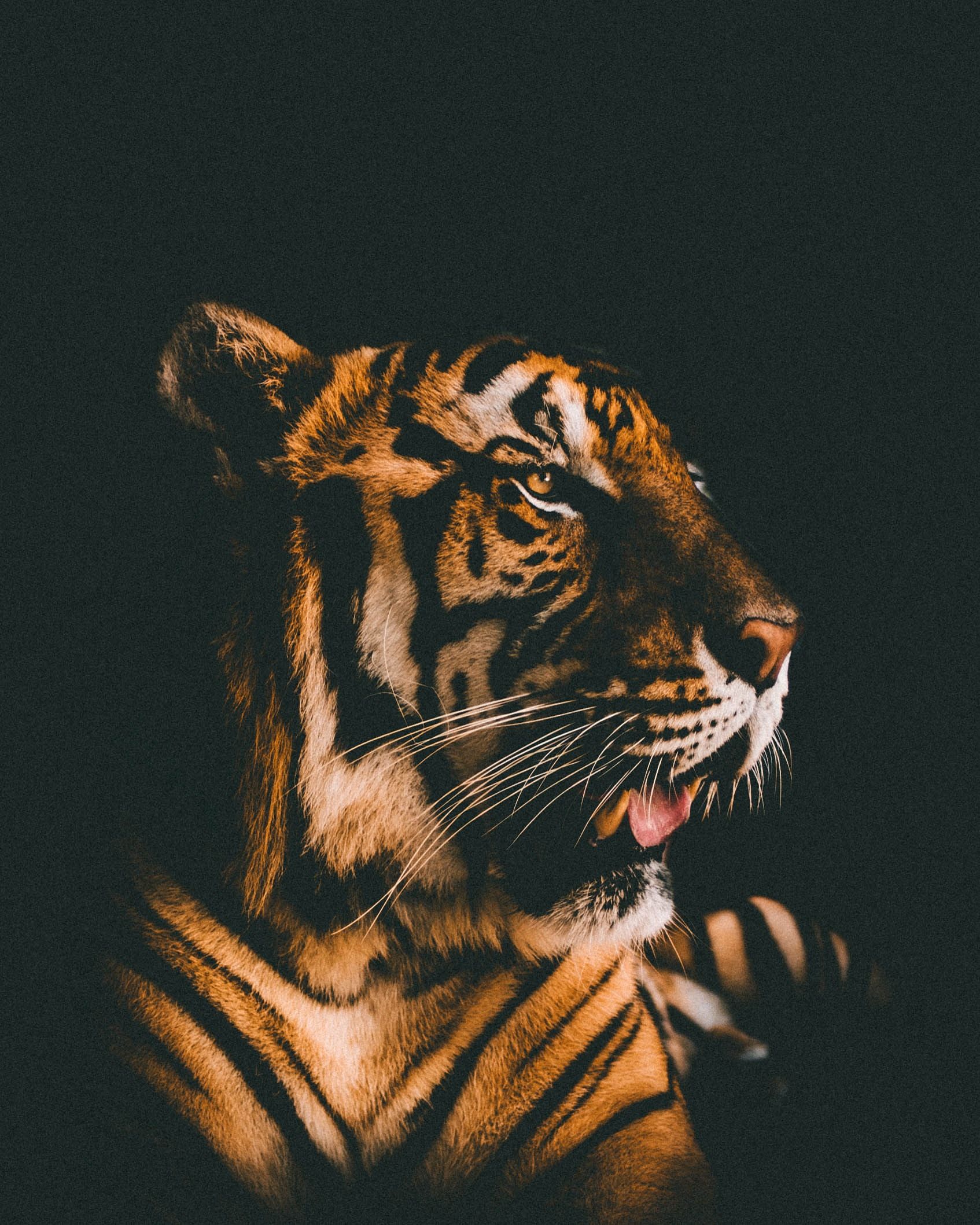 Tiger Wallpaper, HD Tiger Background on WallpaperBat