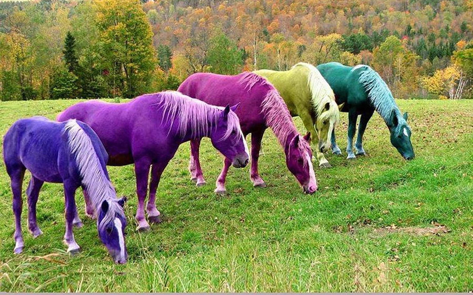 Rainbow Horses HD Wallpaper