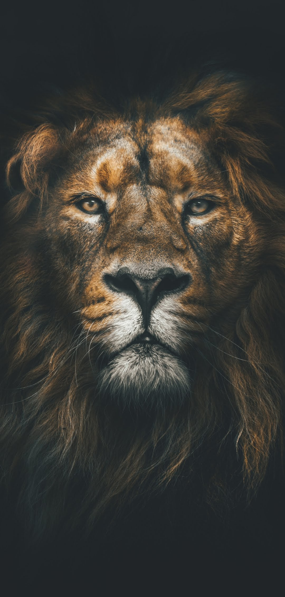 Full HD Lion Wallpaper For Mobile