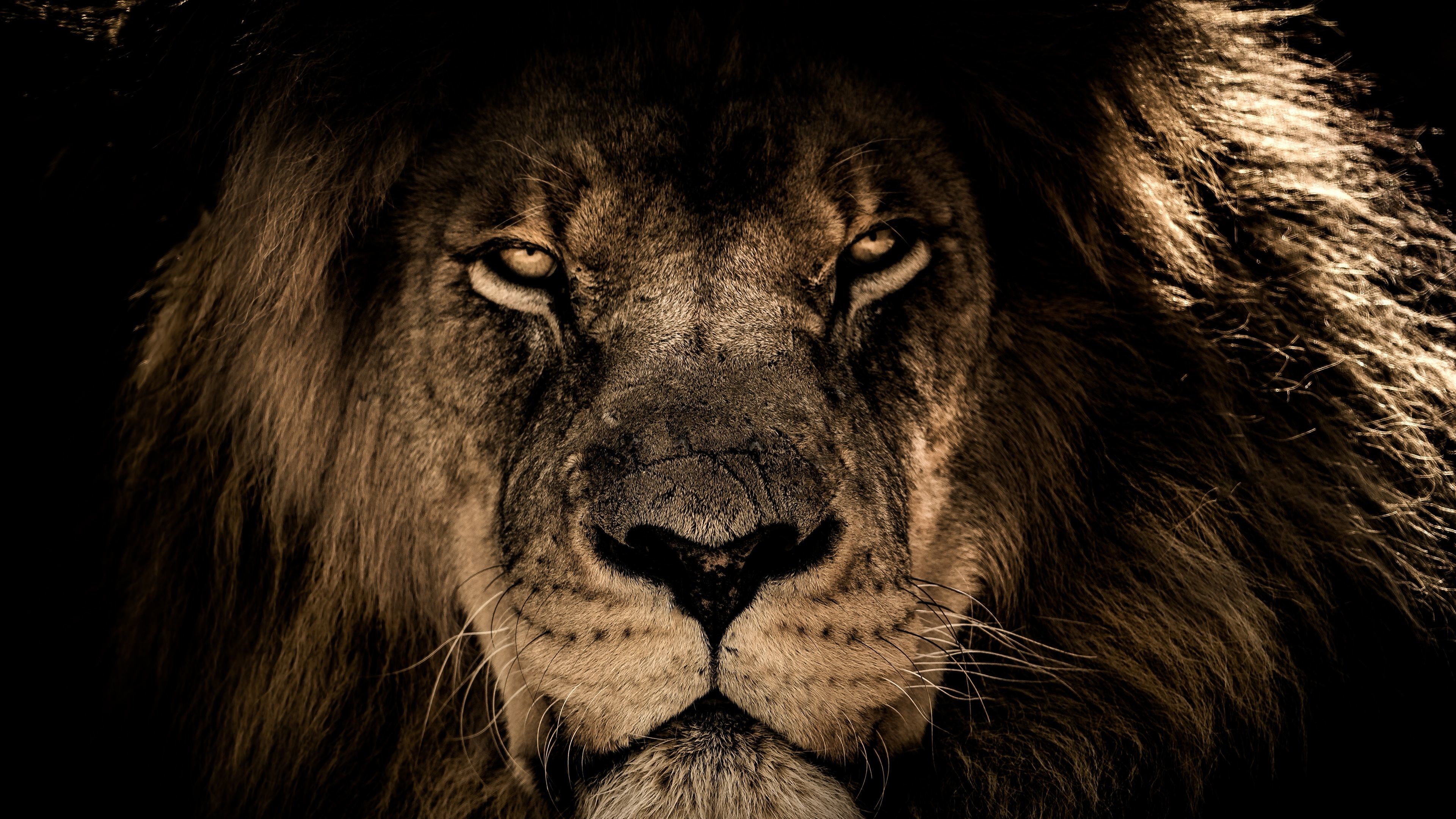 Lion Face Wallpaper (best Lion Face Wallpaper and image) on WallpaperChat
