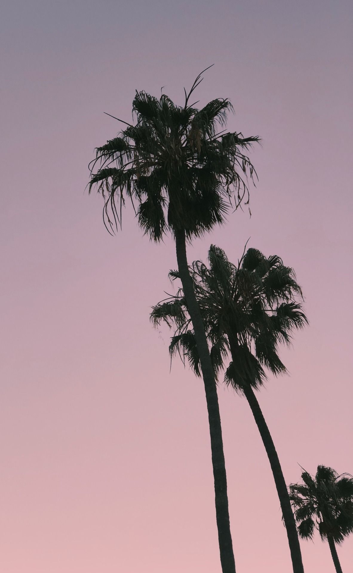 Years Old.. Travelling. Plain wallpaper iphone, Wallpaper iphone summer, Tree wallpaper iphone