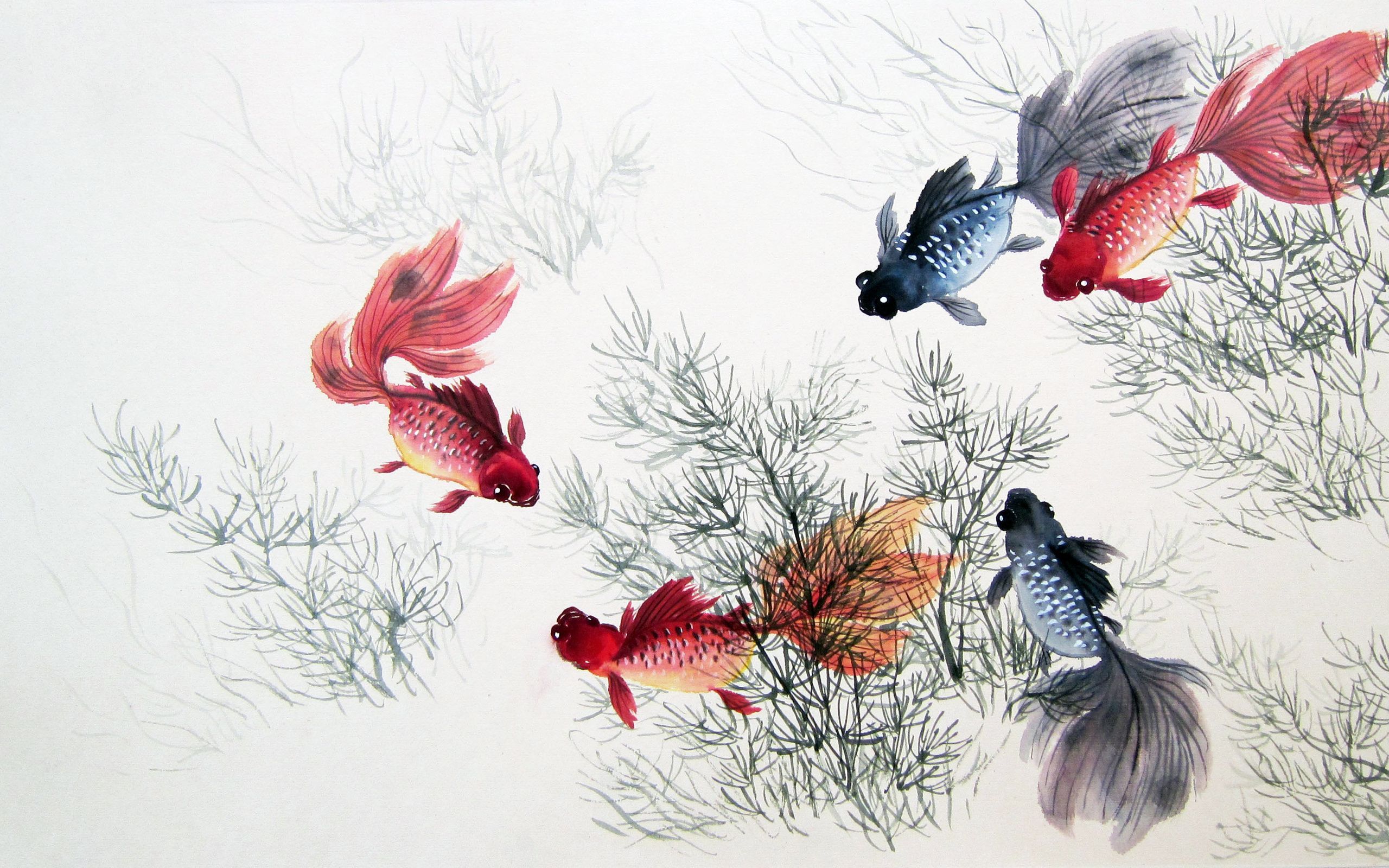 Chinese Fish Wallpaper Free Chinese Fish Background