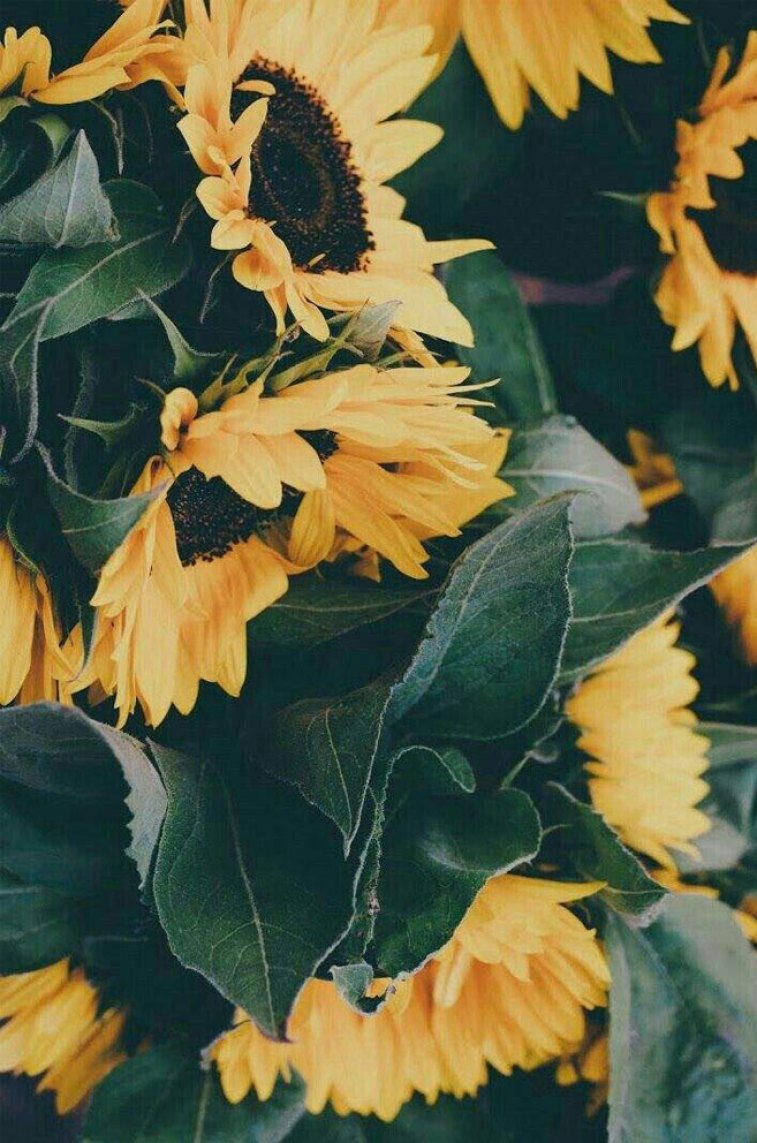 You are my sunshine my sunflowers
