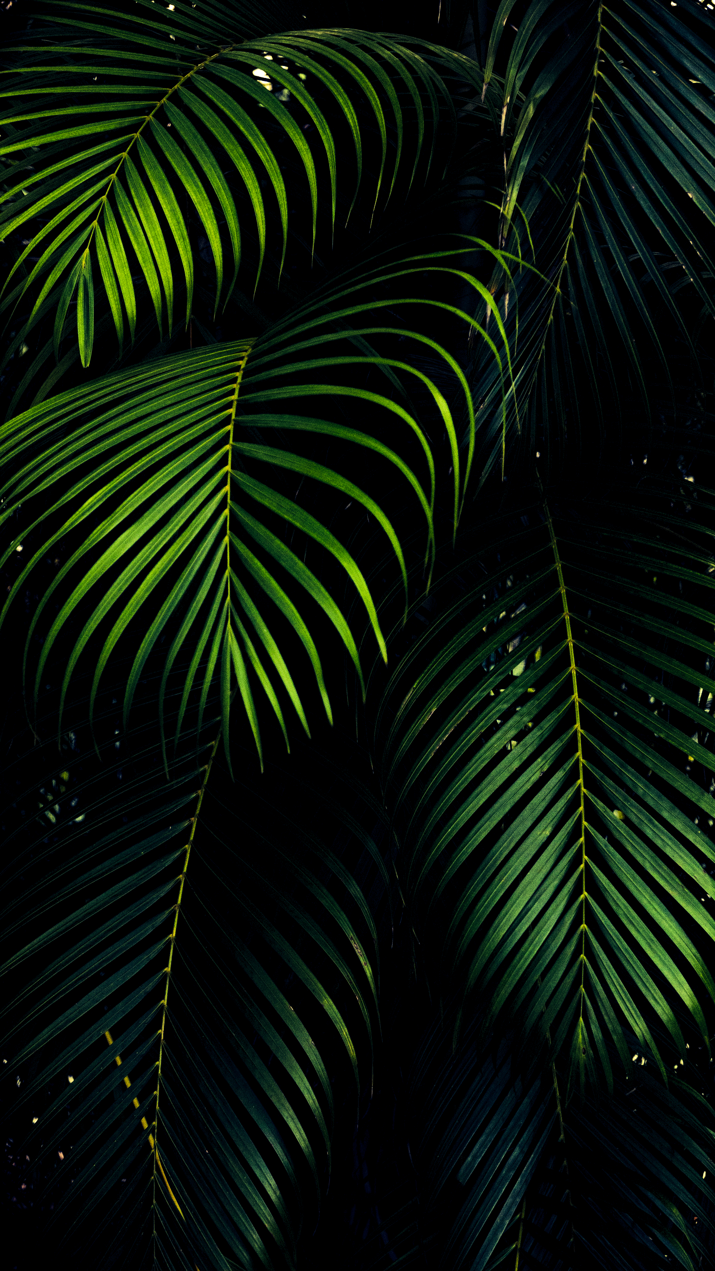 Oled iPhone 11 Pro Green Wallpaper Idownloadblog Fern 11 Pro Wallpaper 4k HD Wallpaper