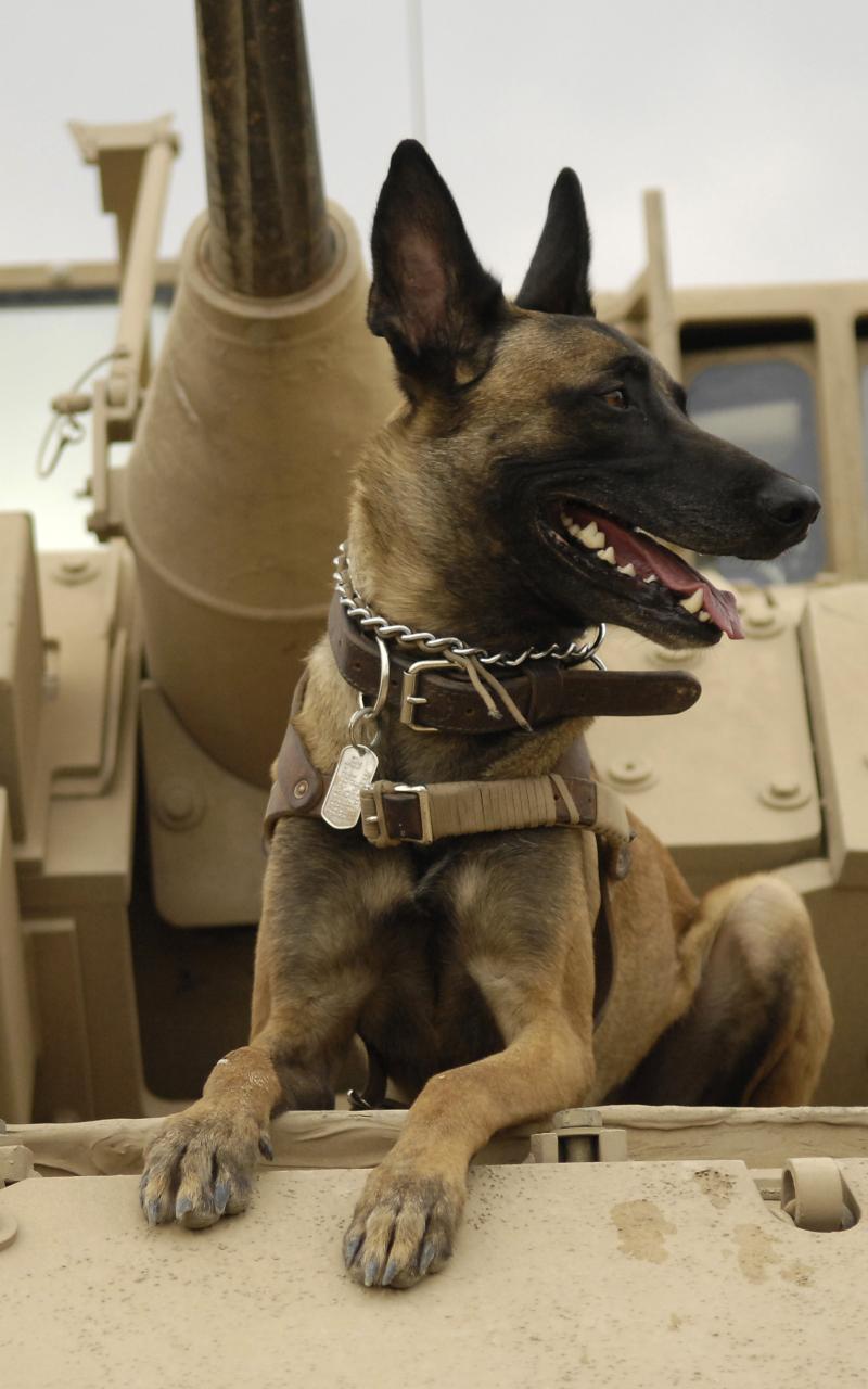 Free download war military dogs tanks german shepherd HD Wallpaper Army Military [800x1280] for your Desktop, Mobile & Tablet. Explore Military Dog Wallpaper for Computer. Free Desktop Wallpaper Dogs