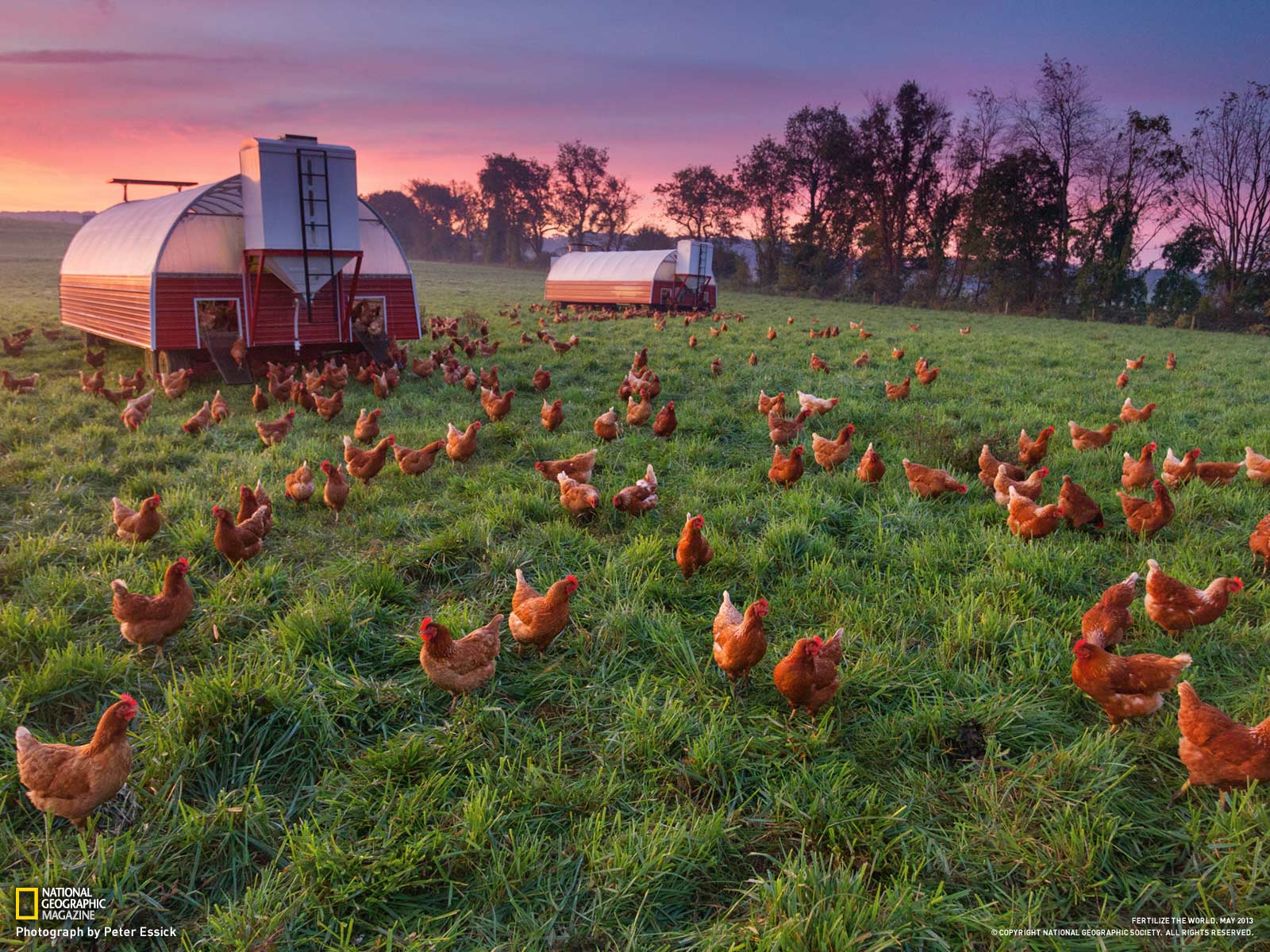 Free download From The Curse of Fertilizer National Geographic May 2013 [1600x1200] for your Desktop, Mobile & Tablet. Explore Wallpaper with Chickens. Funny Chicken Wallpaper