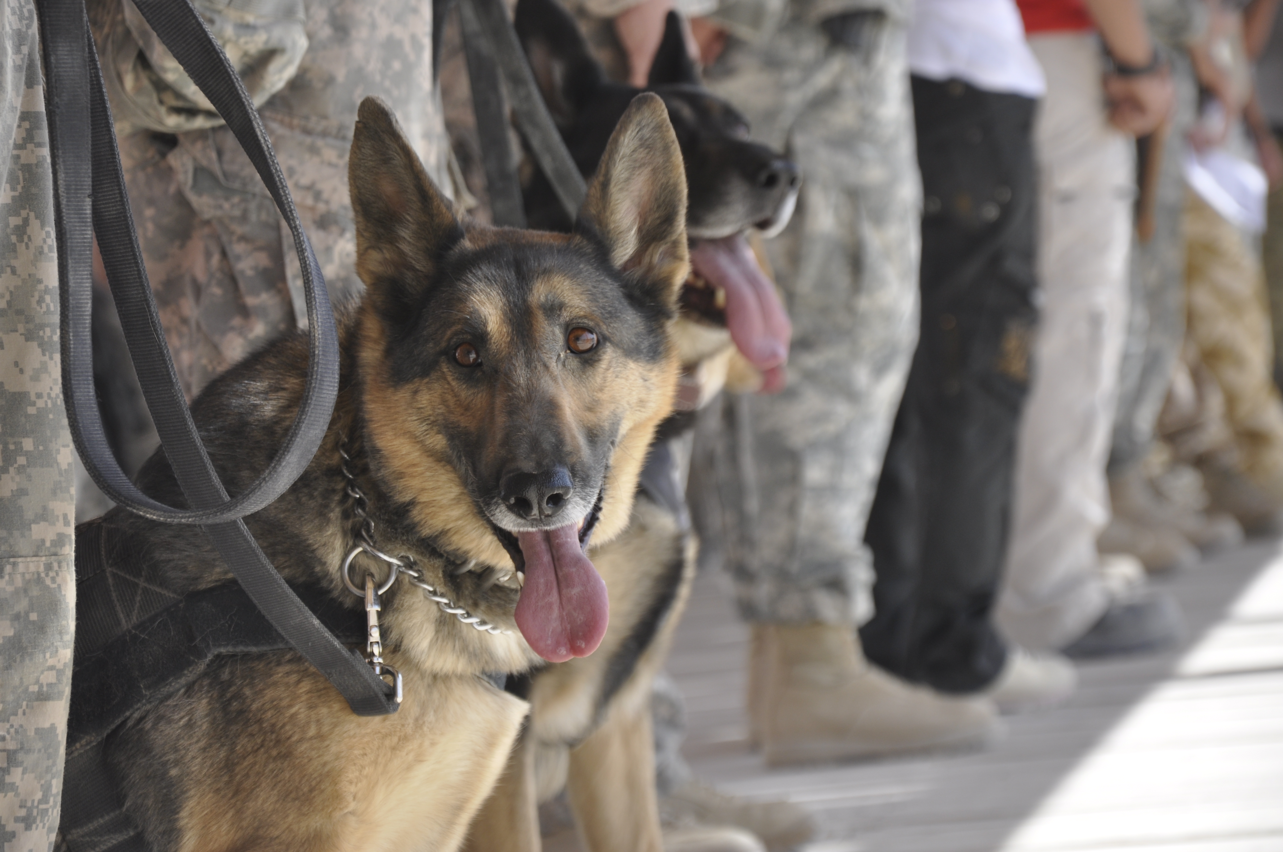 Wallpaper, dog, soldier, army, memorial, military, ceremony, fallen, Kia, coalition, germanshepherd, K usarmy, civilians, doghandlers, militaryworkingdog, servicemembers, wardogmemorial 4288x2848