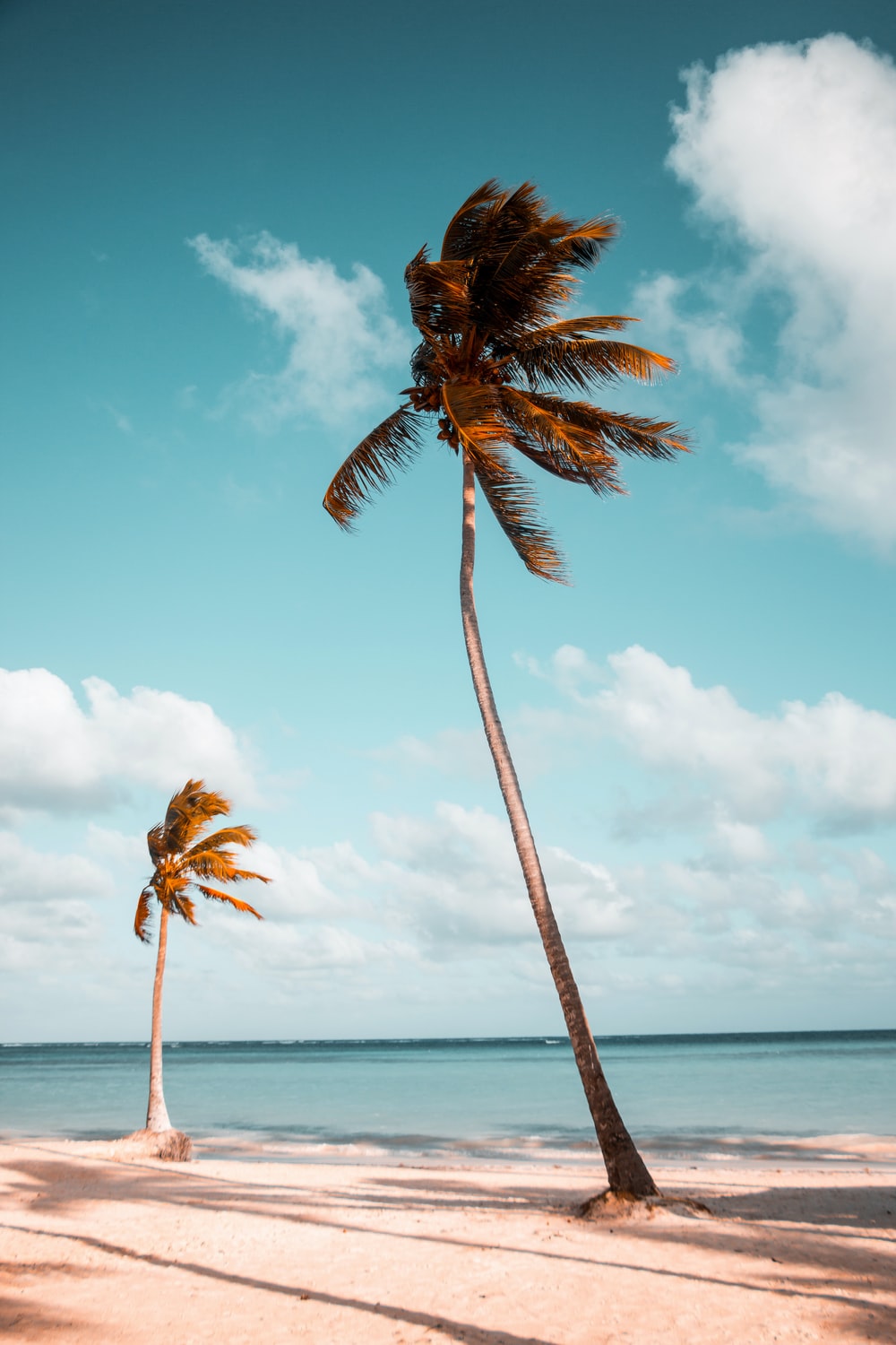 Palm Tree Beach Picture. Download Free Image