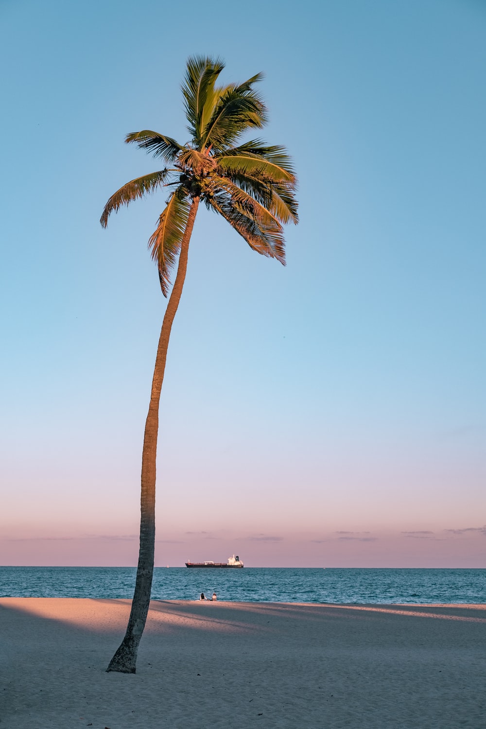 Beach Tree Picture. Download Free Image