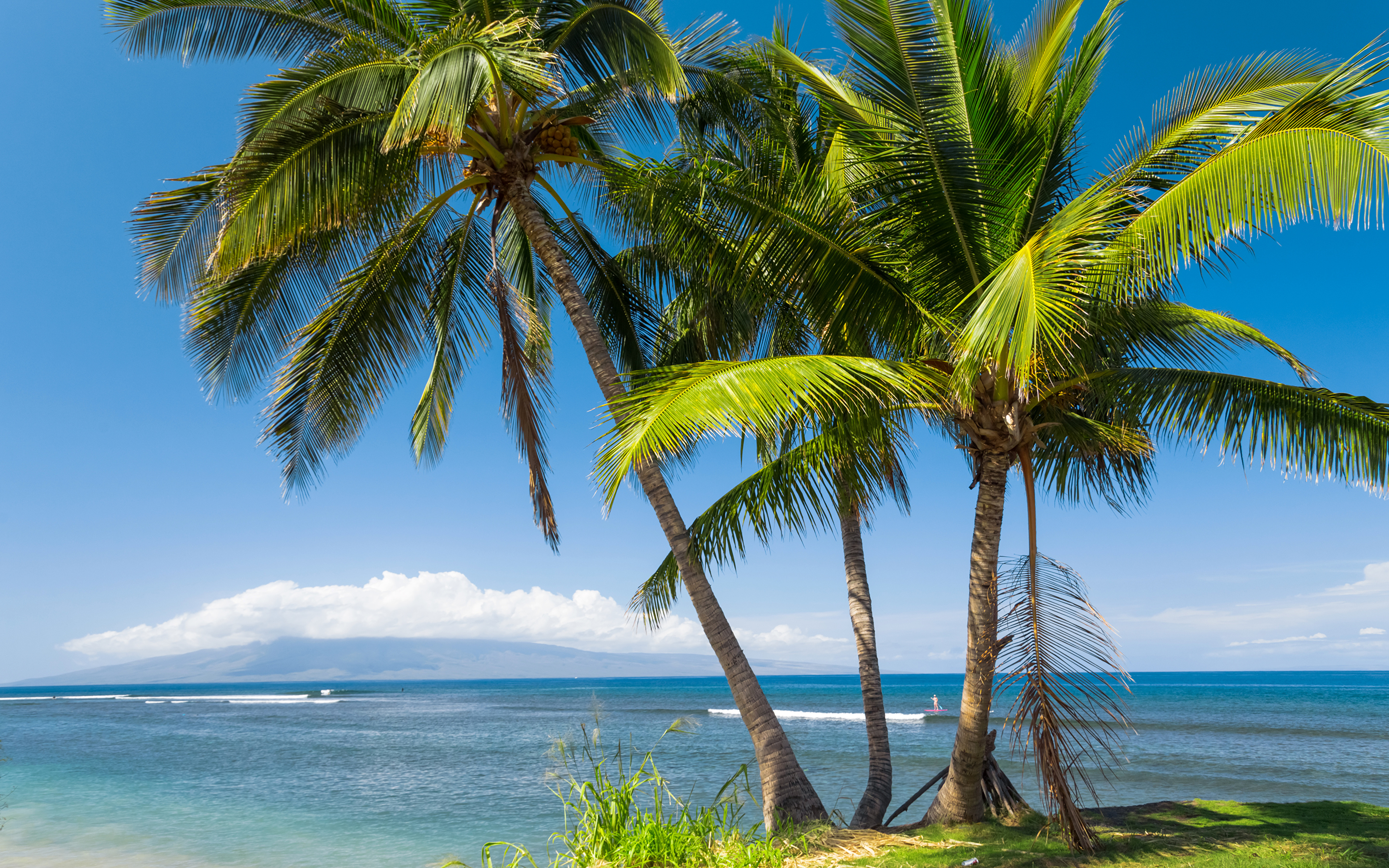 Photo Hawaii USA Ocean Nature palm trees Coast Trees 3840x2400