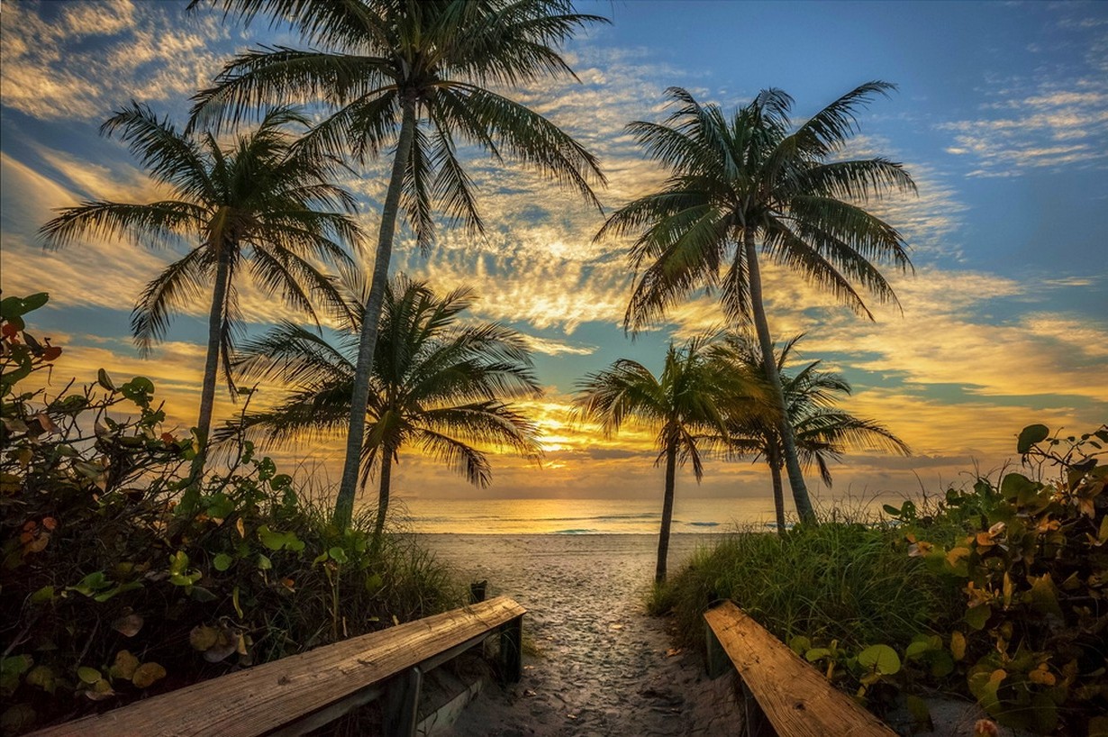 nature landscape beach palm trees sky clouds sand path sea plants sunlight florida wallpaper