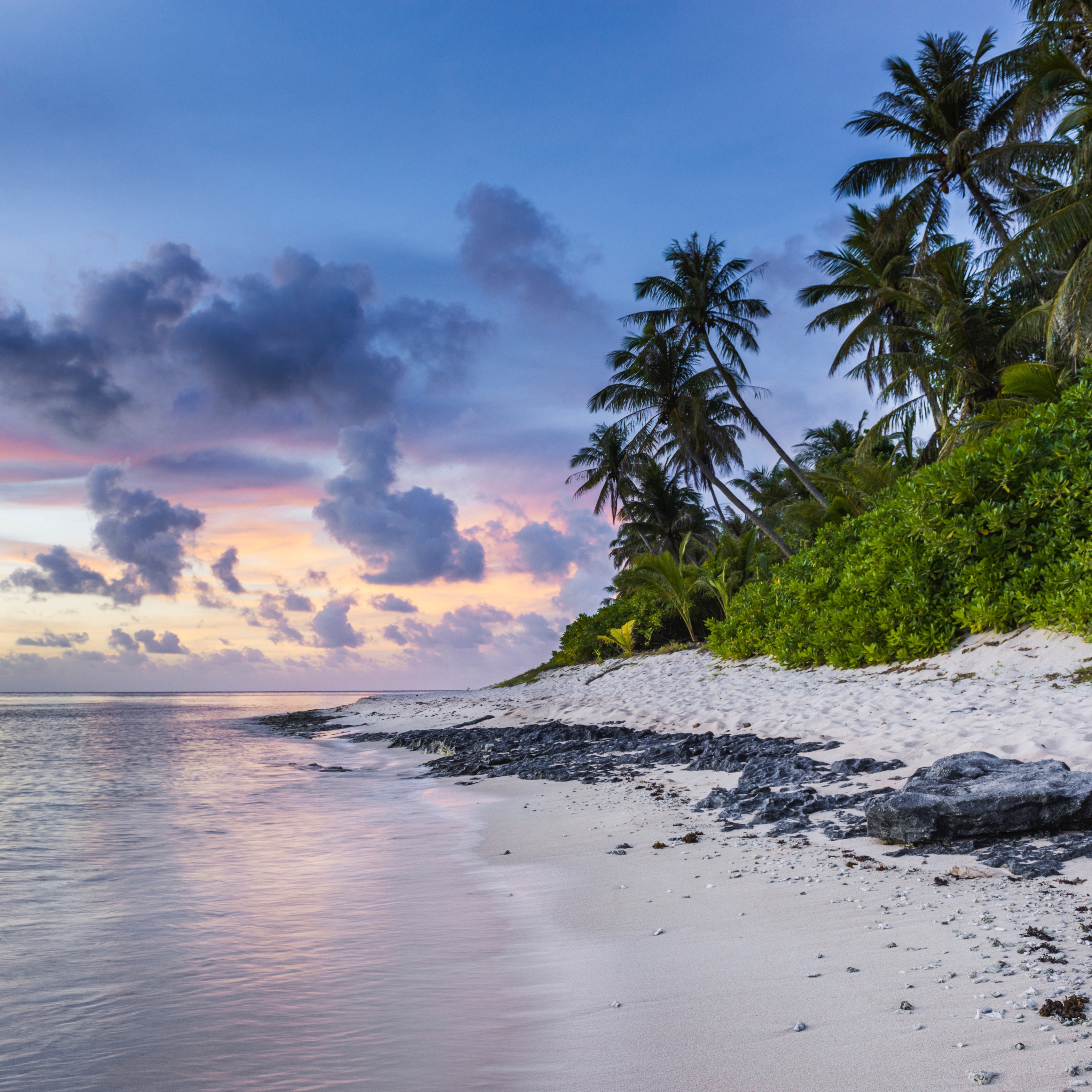 Wallpaper Beach, Palms, Sand, Ocean Pro Wallpaper Beach