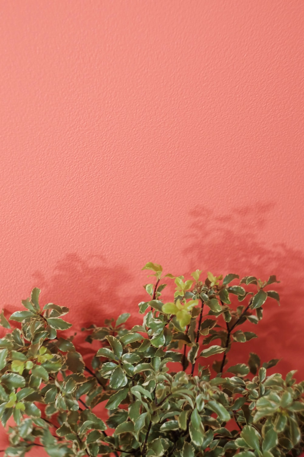 coral pink wallpaper