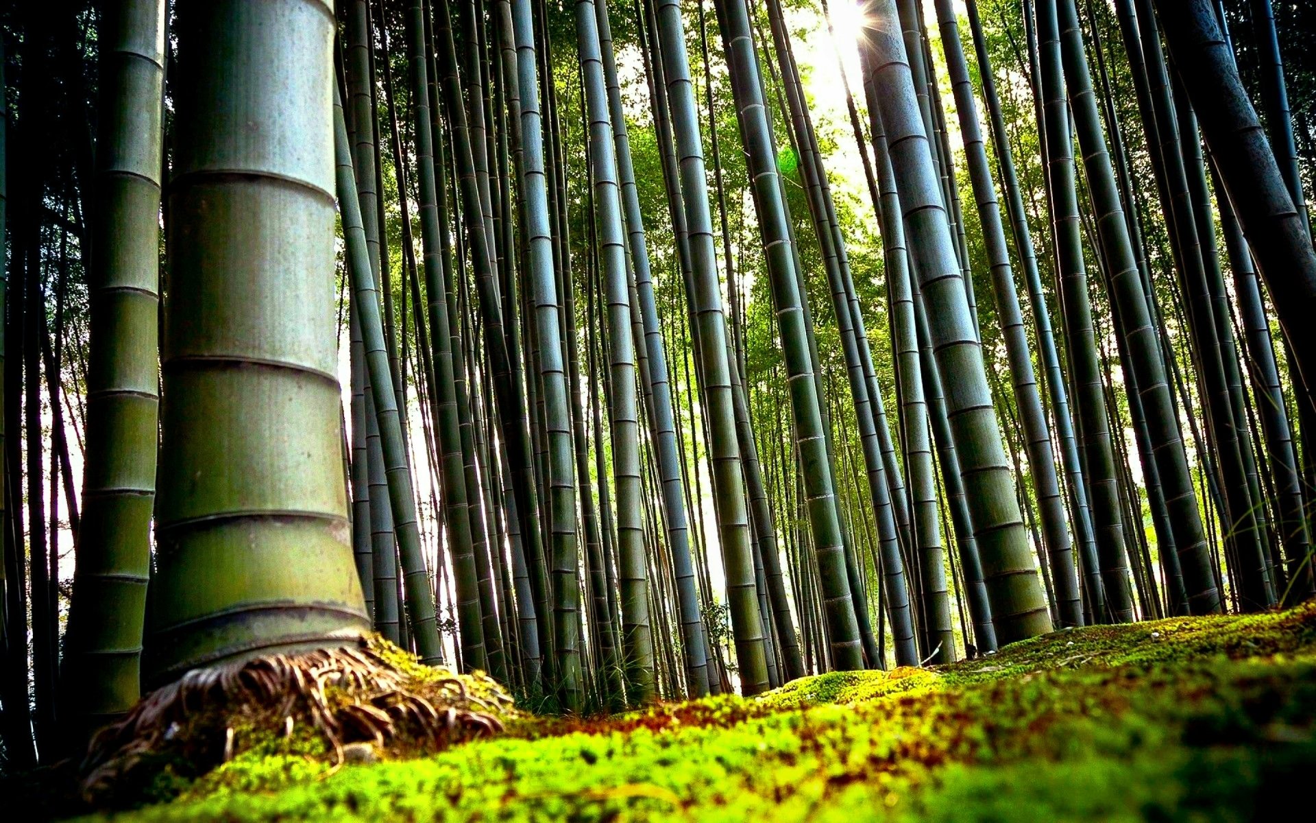Bamboo HD Wallpaper and Background Image