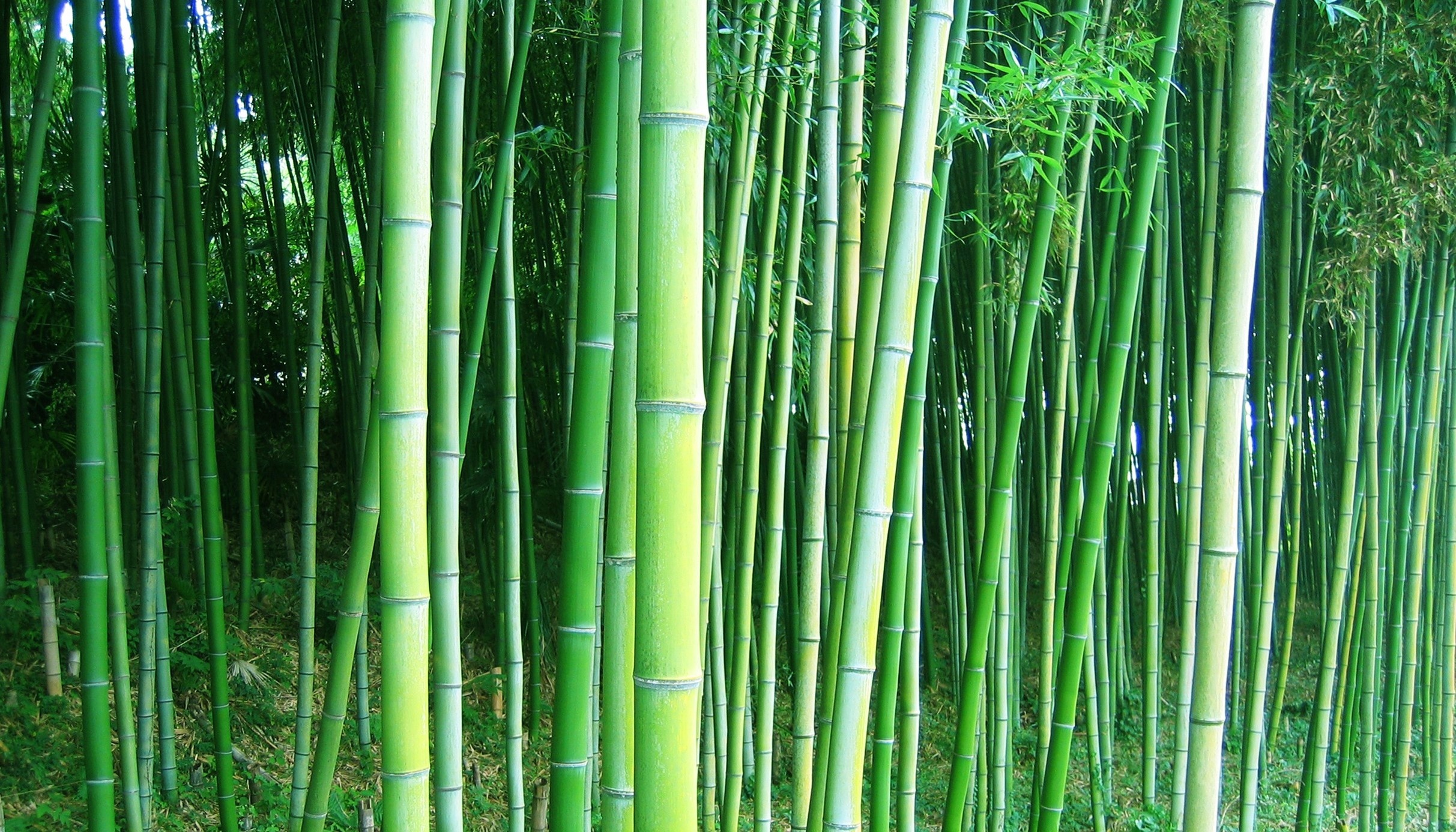 bamboo, Forest, Trees Wallpaper HD / Desktop and Mobile Background