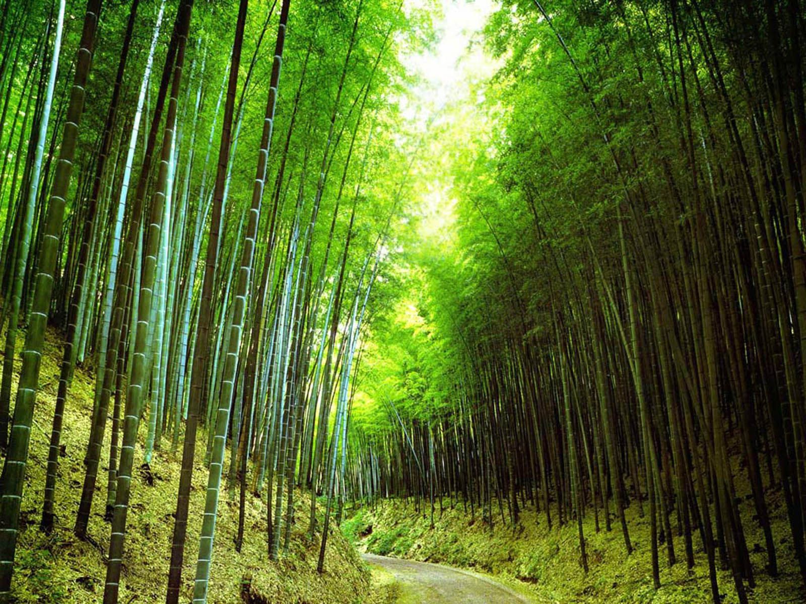Bamboo Forest HD Wallpaper
