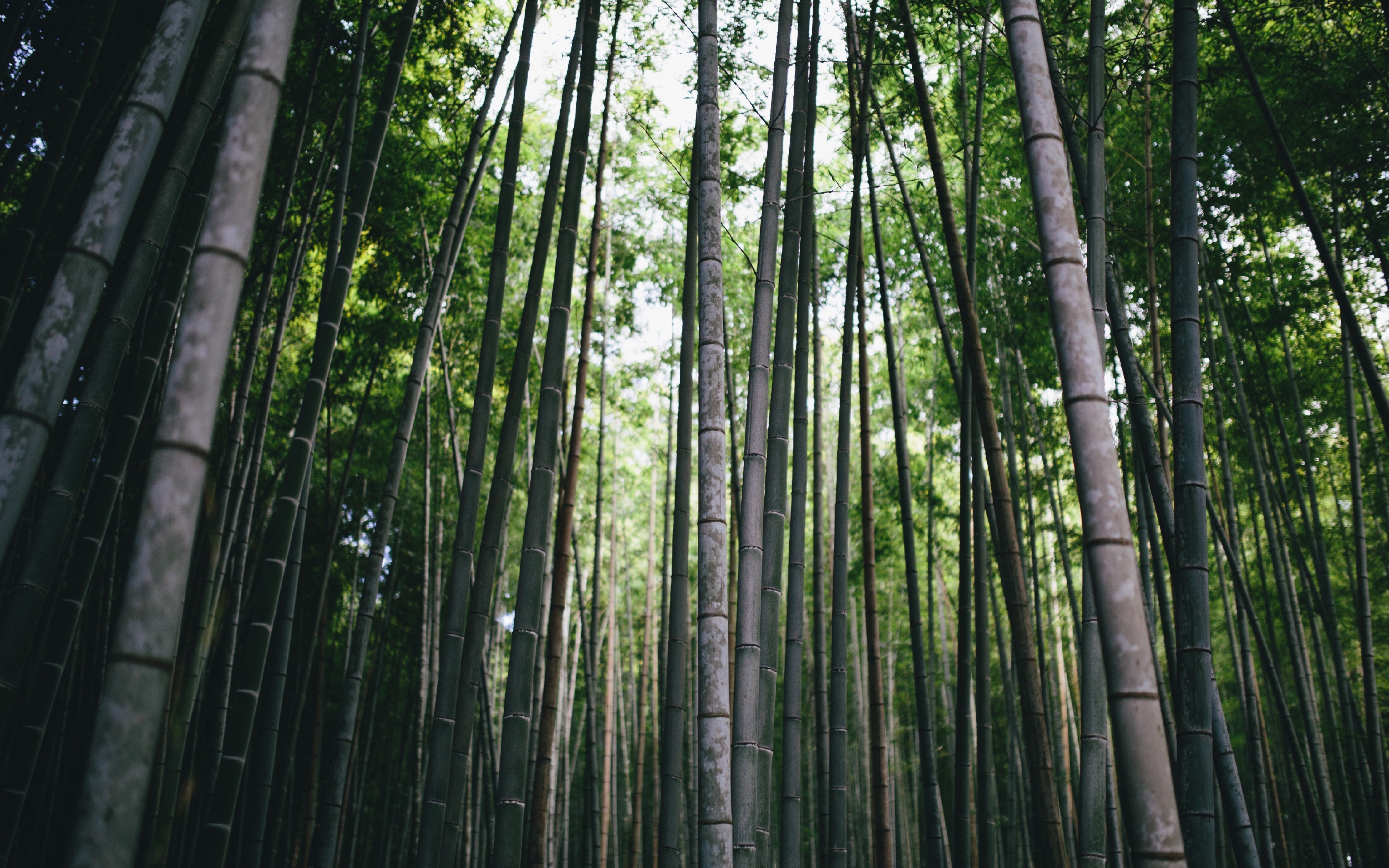 Download 3840x2400 wallpaper bamboo, forest, trees, nature, 4k, ultra HD 16:10, widescreen, 3840x2400 HD image, background, 2433