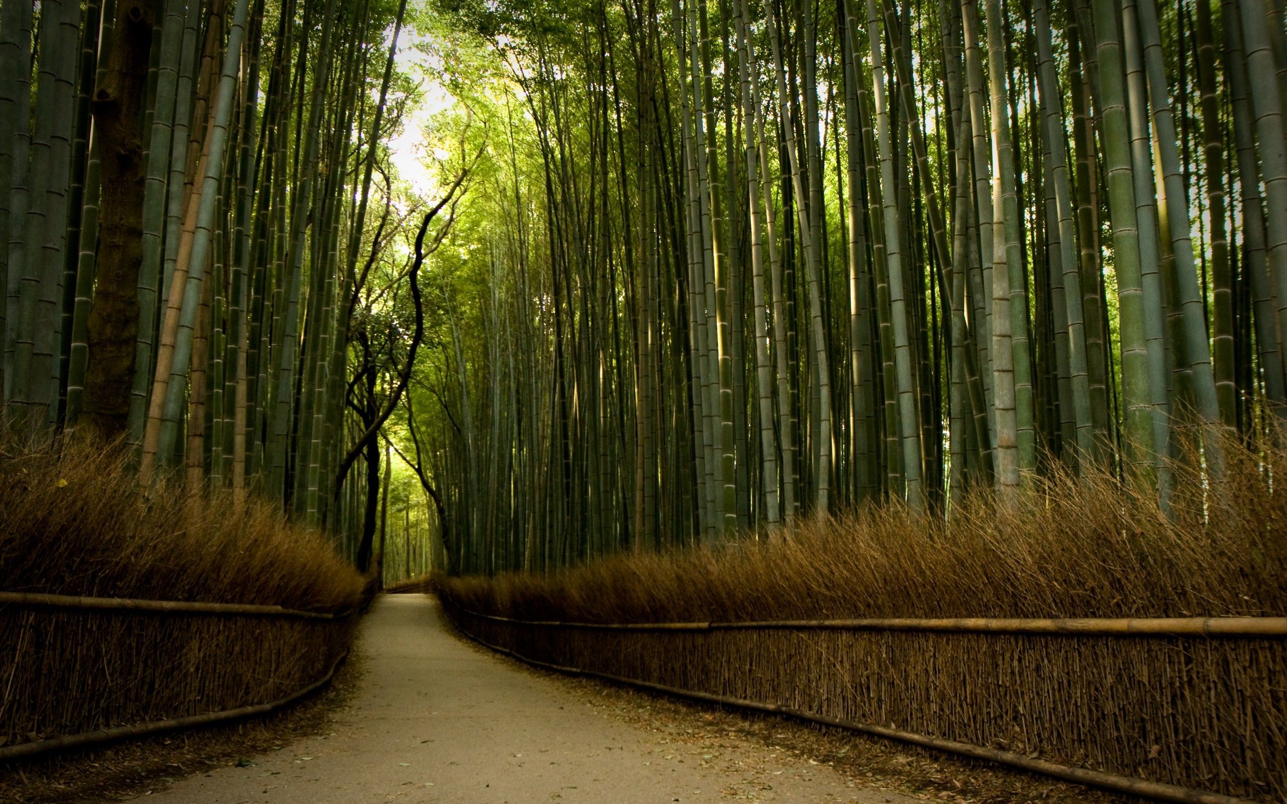 Bamboo forest wallpaper. Forest wallpaper, Widescreen wallpaper, Nature hd