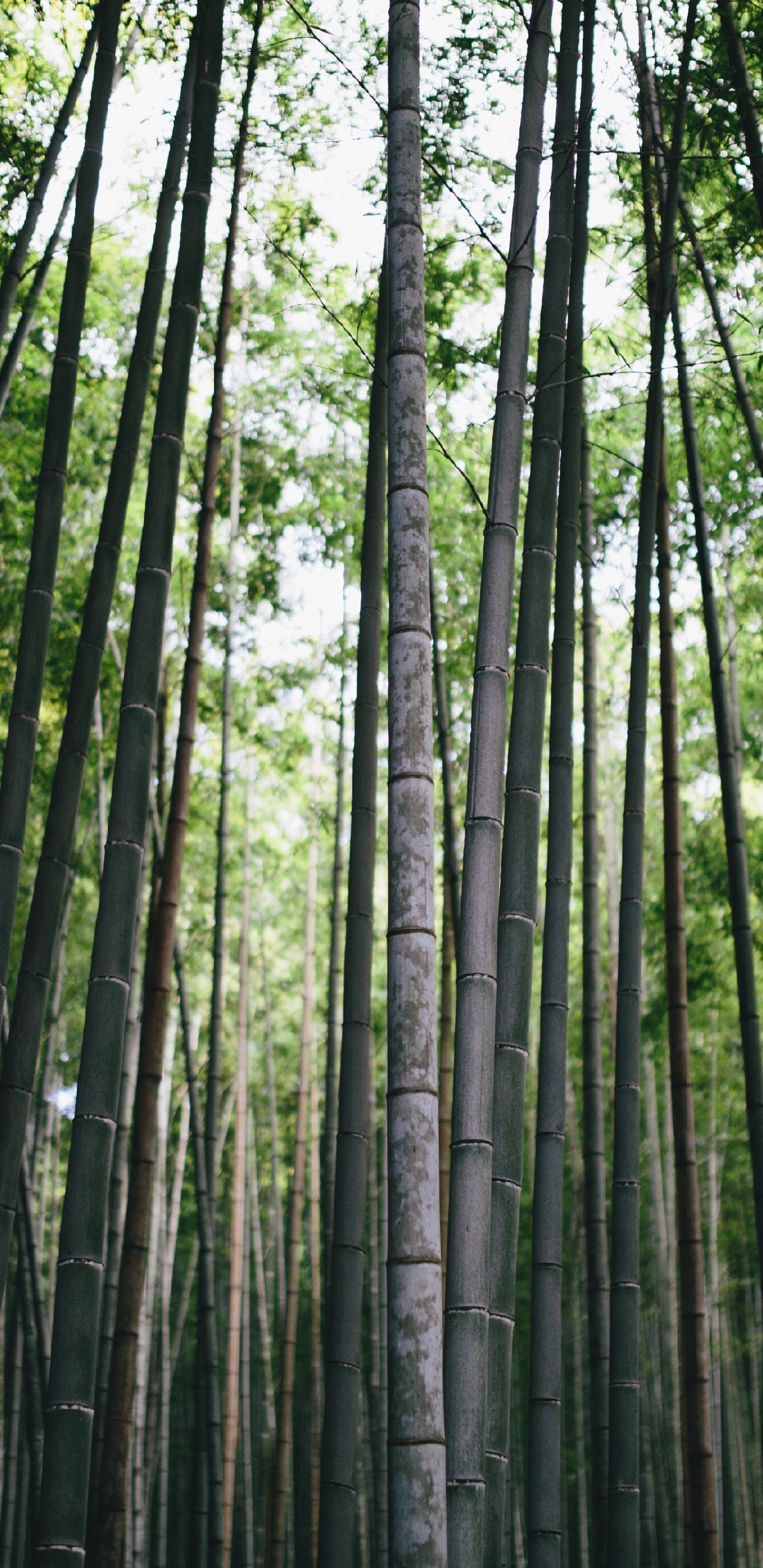 Download 1440x2960 wallpaper bamboo, forest, trees, nature, samsung galaxy s8, samsung galaxy s8 plus, 1440x2960 HD image, background, 2433