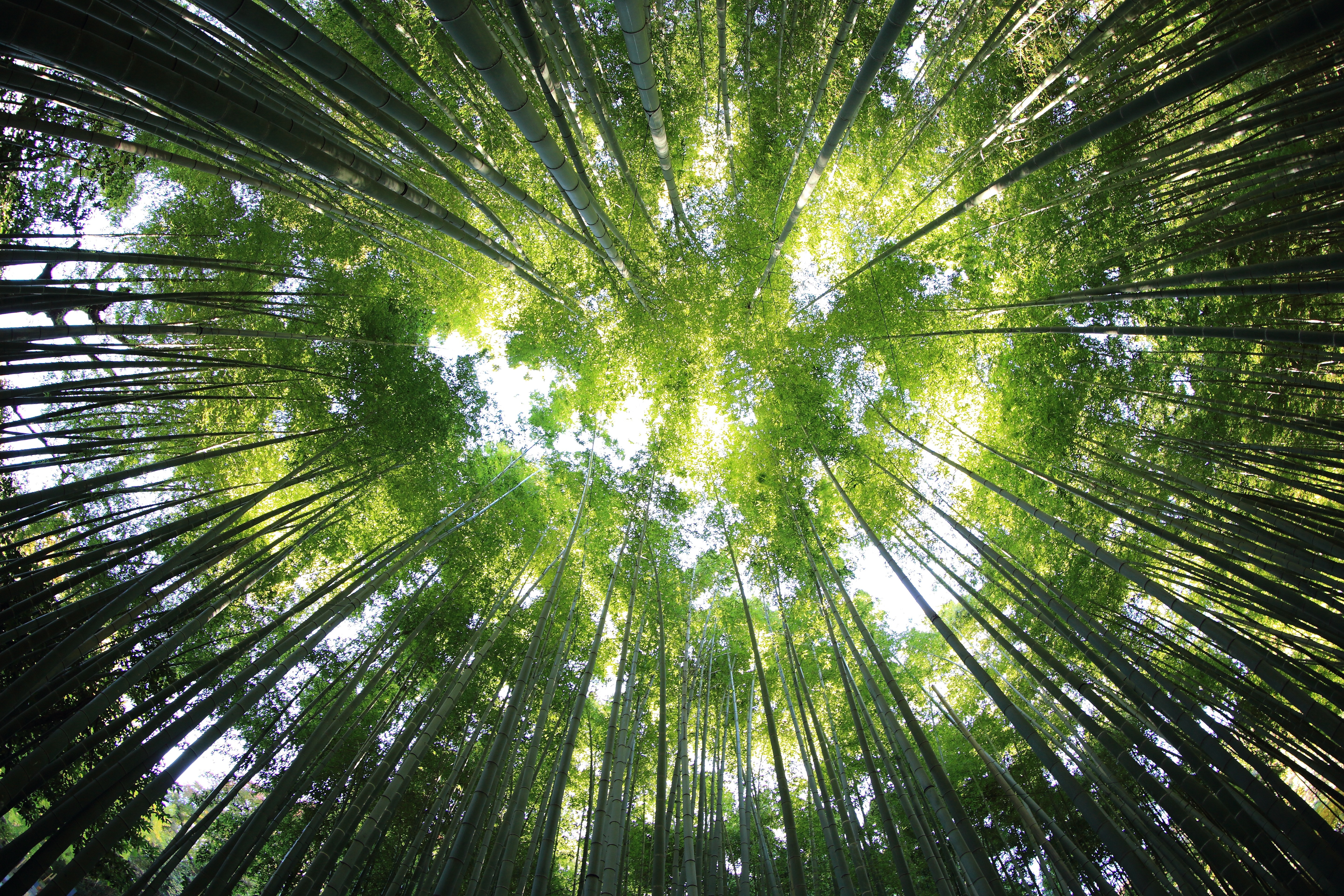5760x3840 #peace, #foliage, #bamboo, #resort, #sky, #nature, #PNG image, #spring, #tall, #reaching, #wood, #green, #alive, #tourism, #looking up, #forest, #tree, #surrounded, #center, #canopy, #rich. Mocah HD Wallpaper