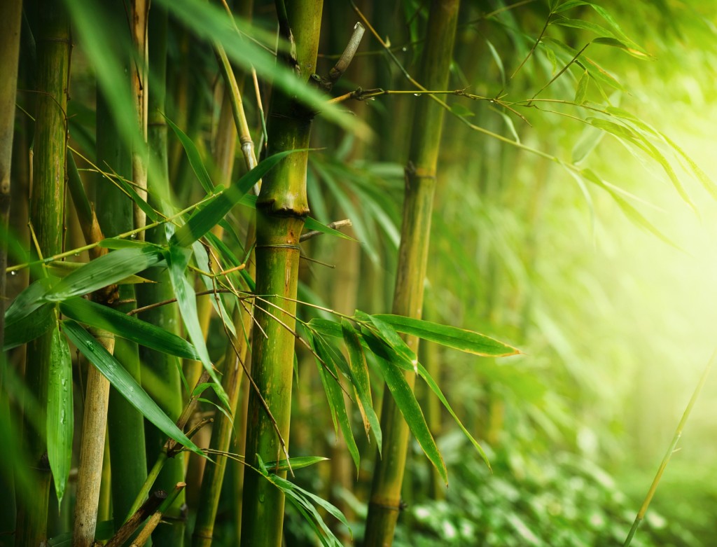 High Resolution Bamboo Tree