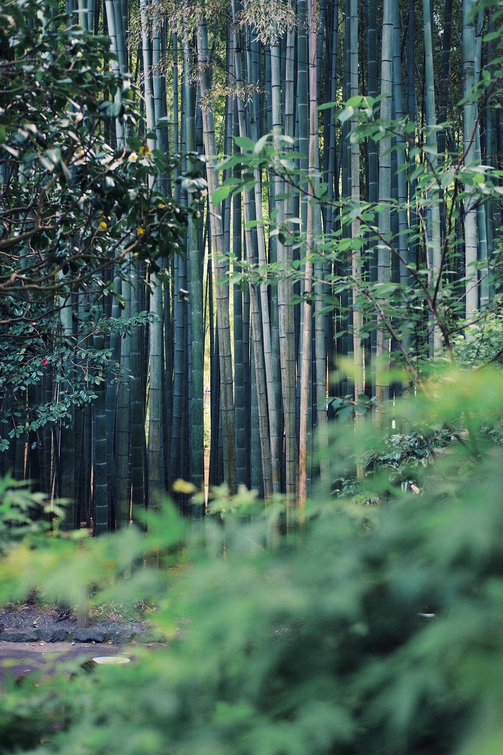 Bamboo Forest Picture. Download Free Image
