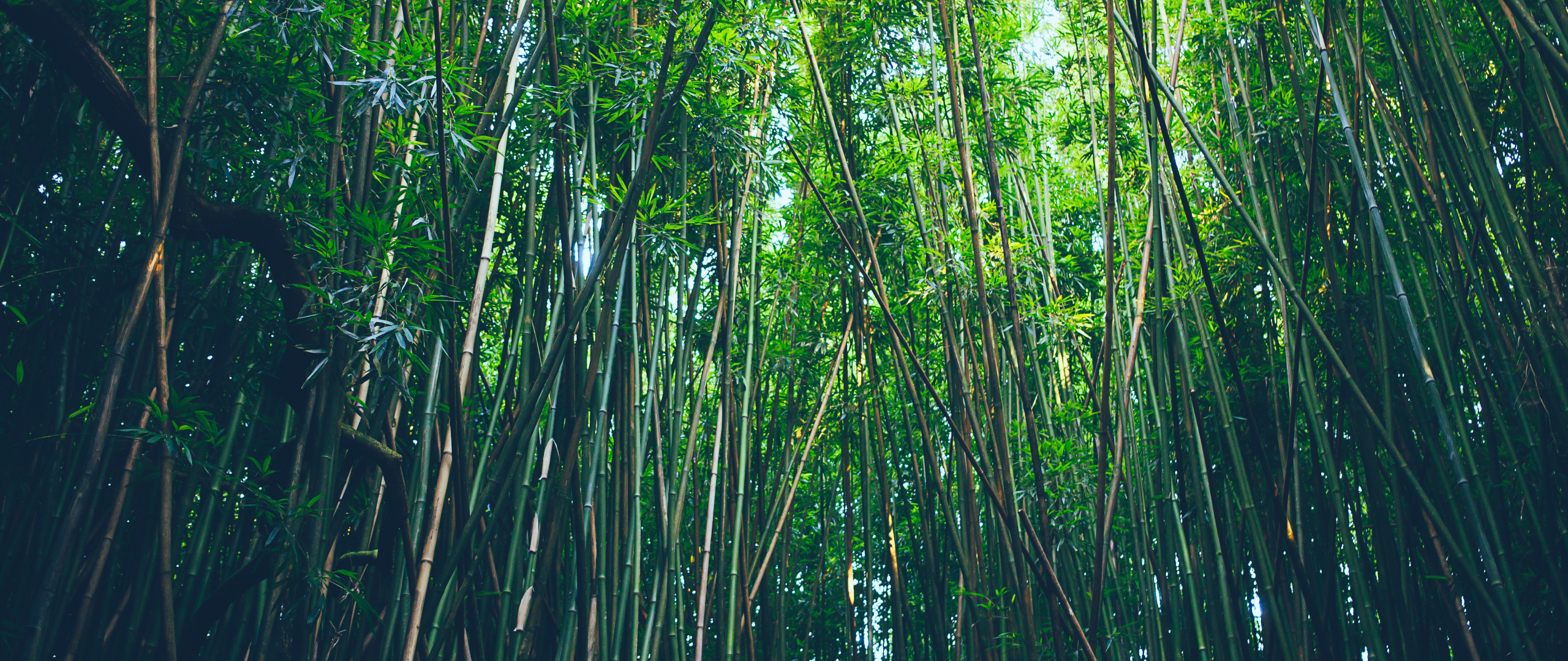 Desktop Wallpaper Bamboo, Trees, Forest, Nature, HD Image, Picture, Background, 34d87b