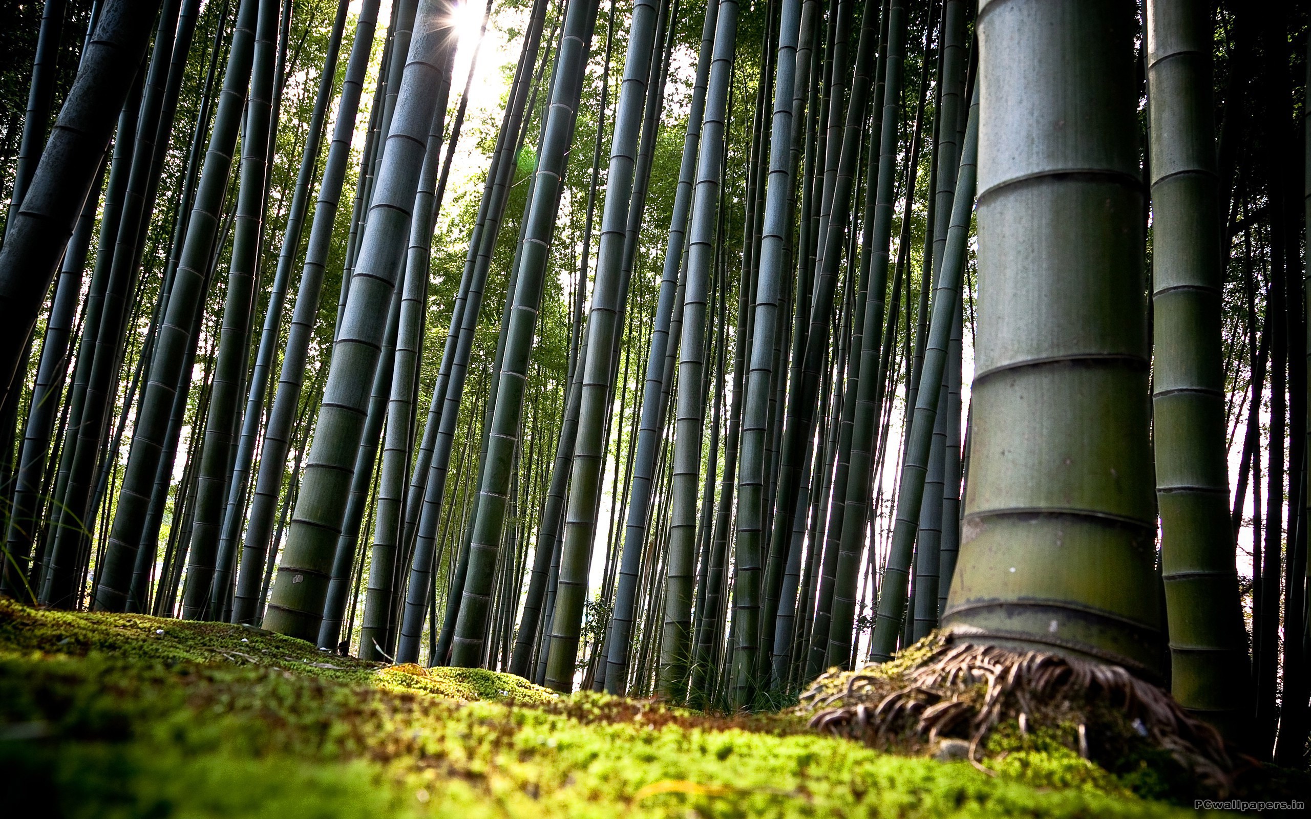 Bamboo Forest