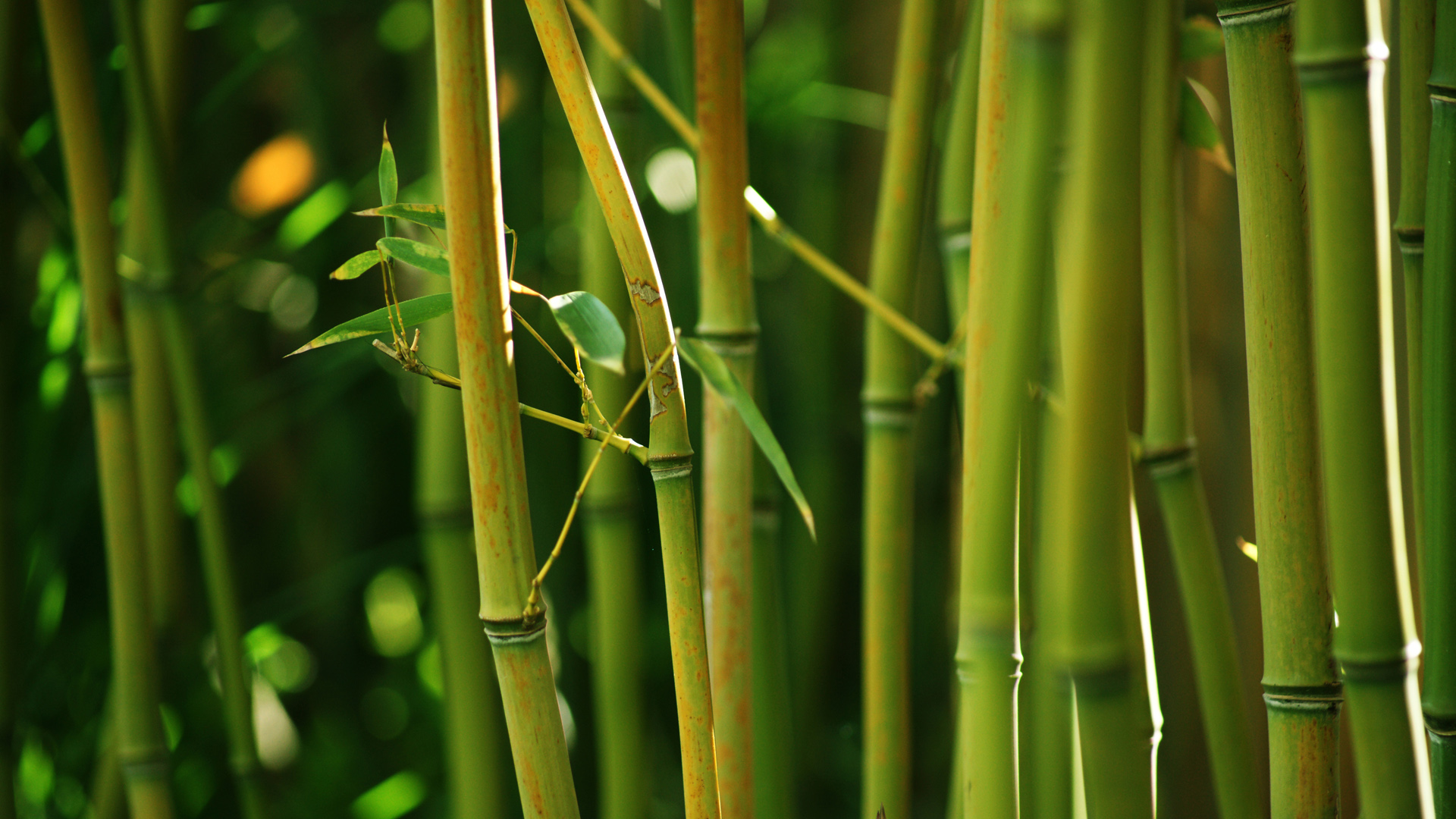 Nature, bamboo, bamboo stems, green bamboo leaves, HD bamboo forest scenery desktop wallpaper