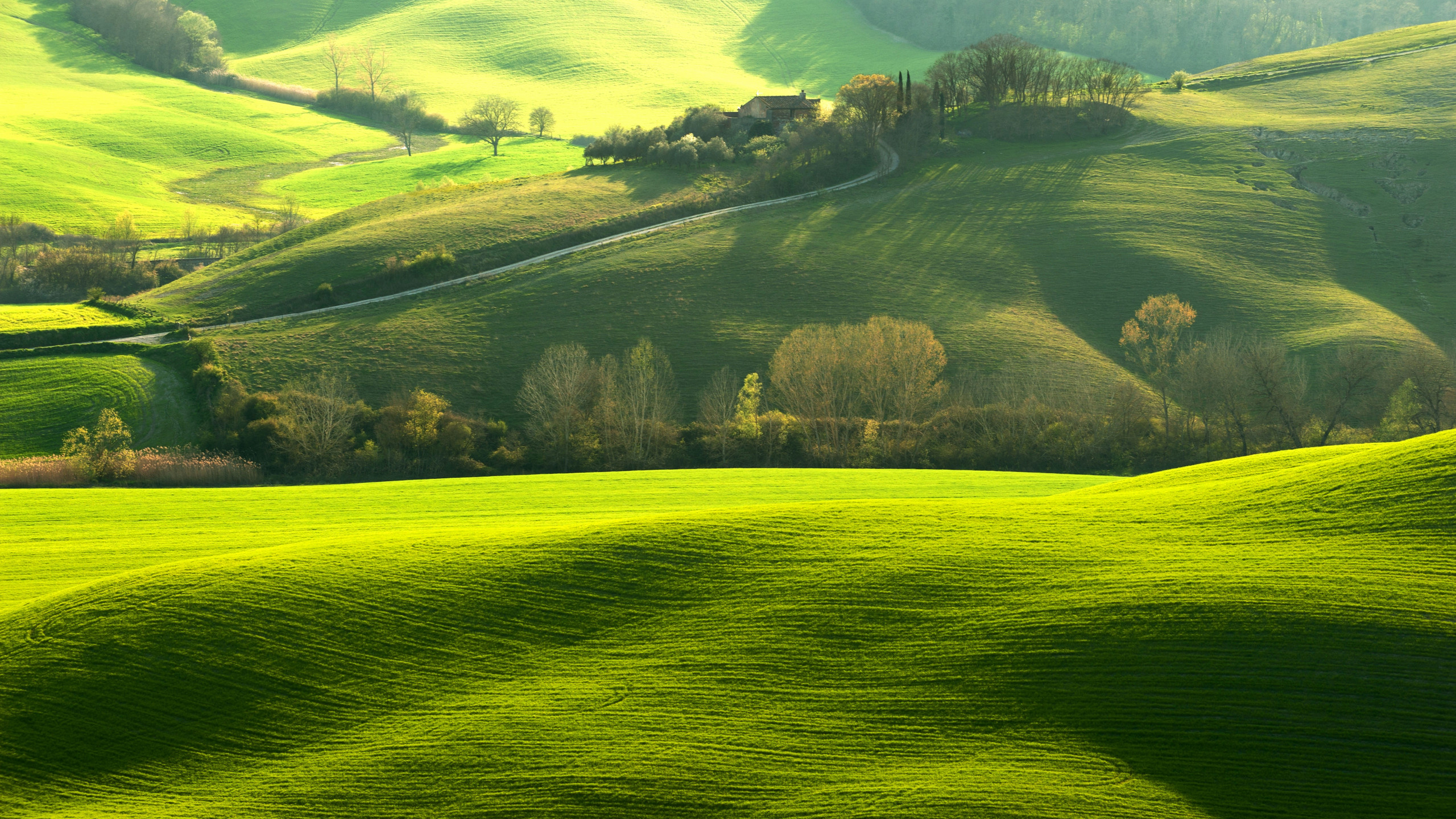 Wonderful Green Valley Trees and Grass 2560x1440