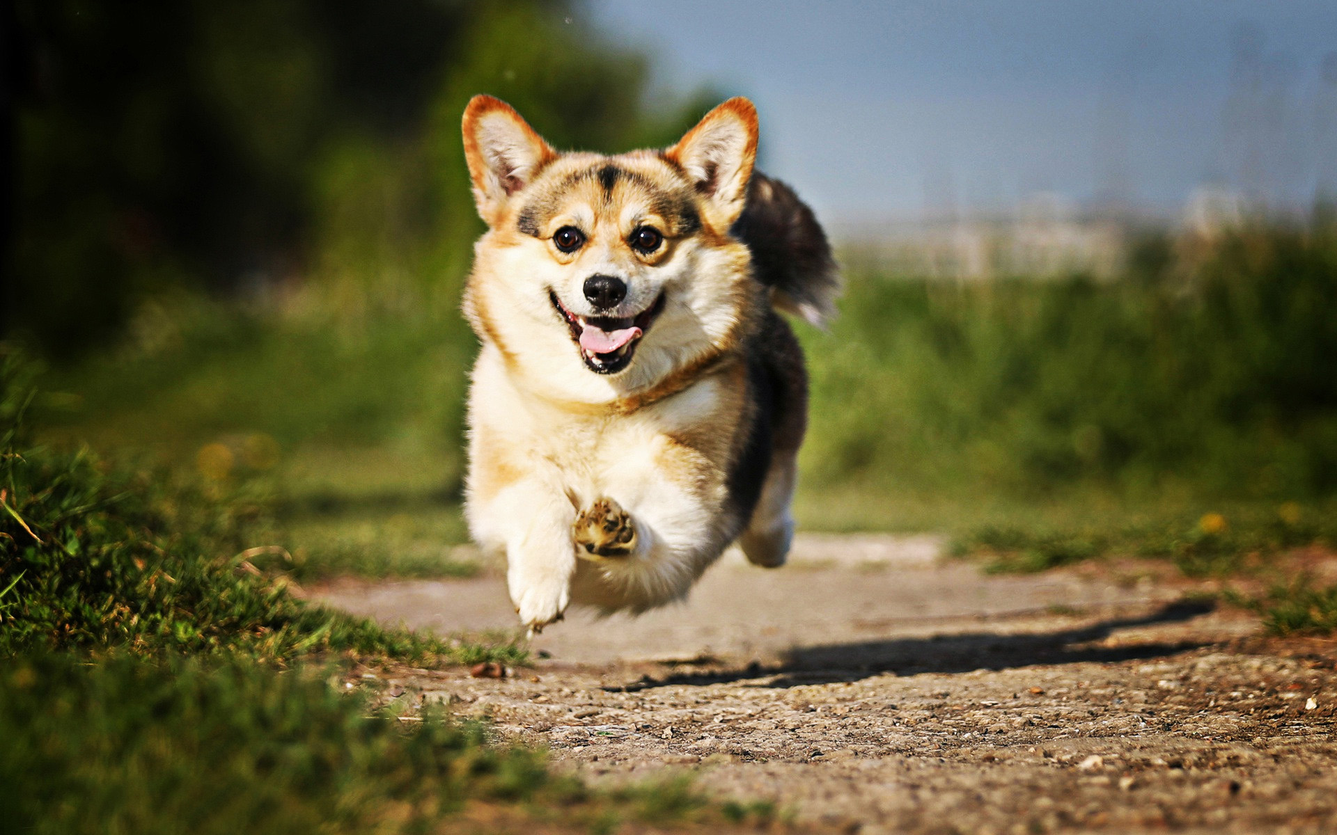 Download Wallpaper Jumping Corgi, Bokeh, Pets, Welsh Corgi, Dogs, Summer, Close Up, Cute Dog, Welsh Corgi Dog, HDR, Corgi, Pembroke Welsh Corgi For Desktop With Resolution 1920x1200. High Quality HD Picture Wallpaper